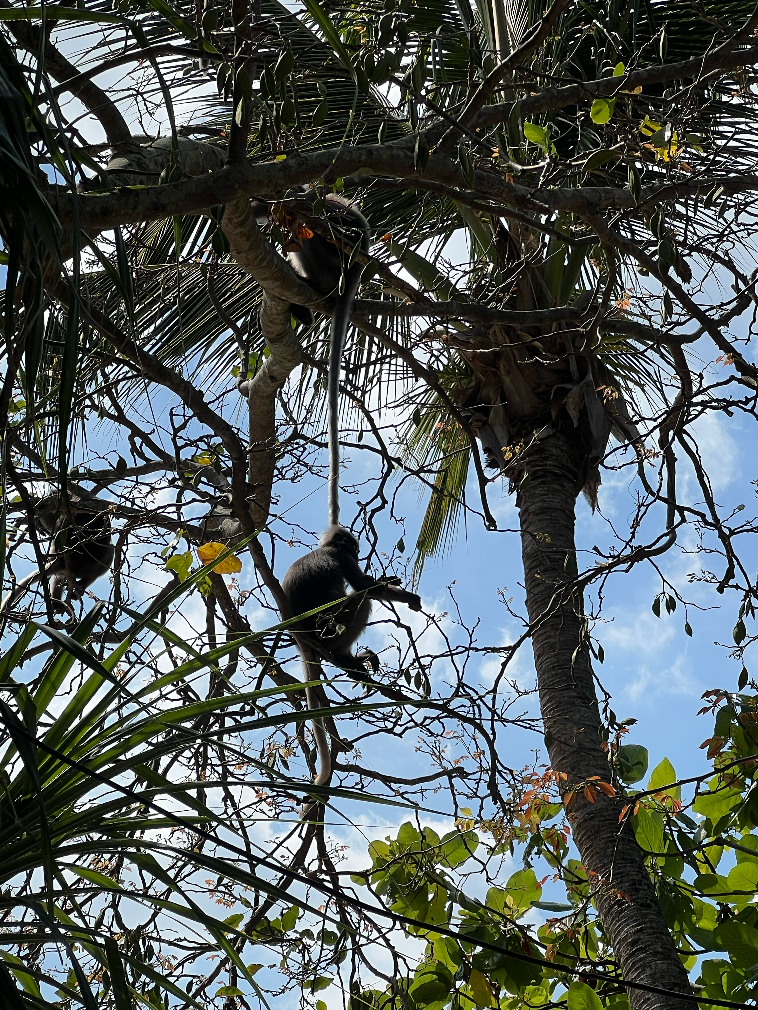 Фото Railay Village Resort
