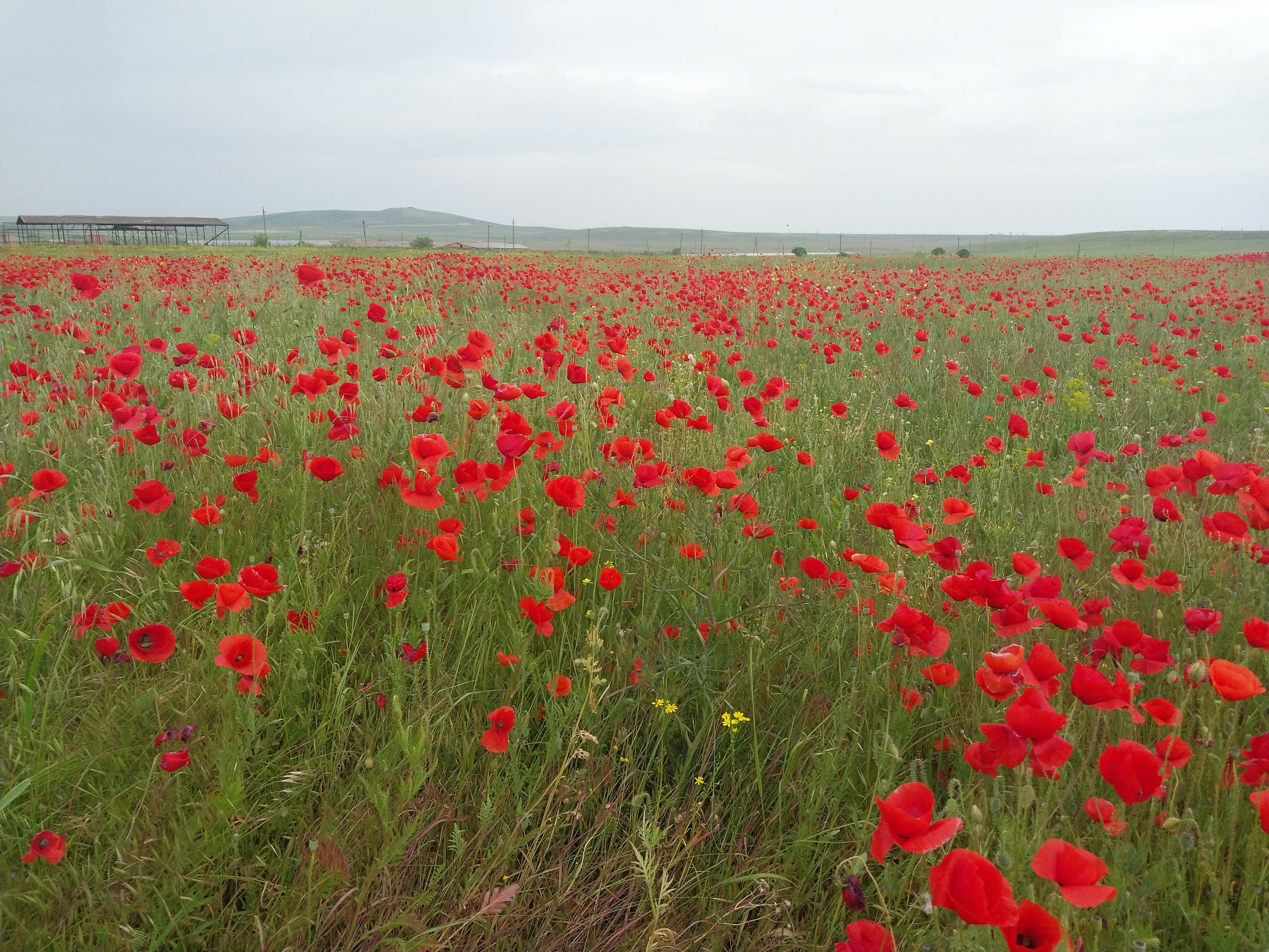 Фото Лазурный