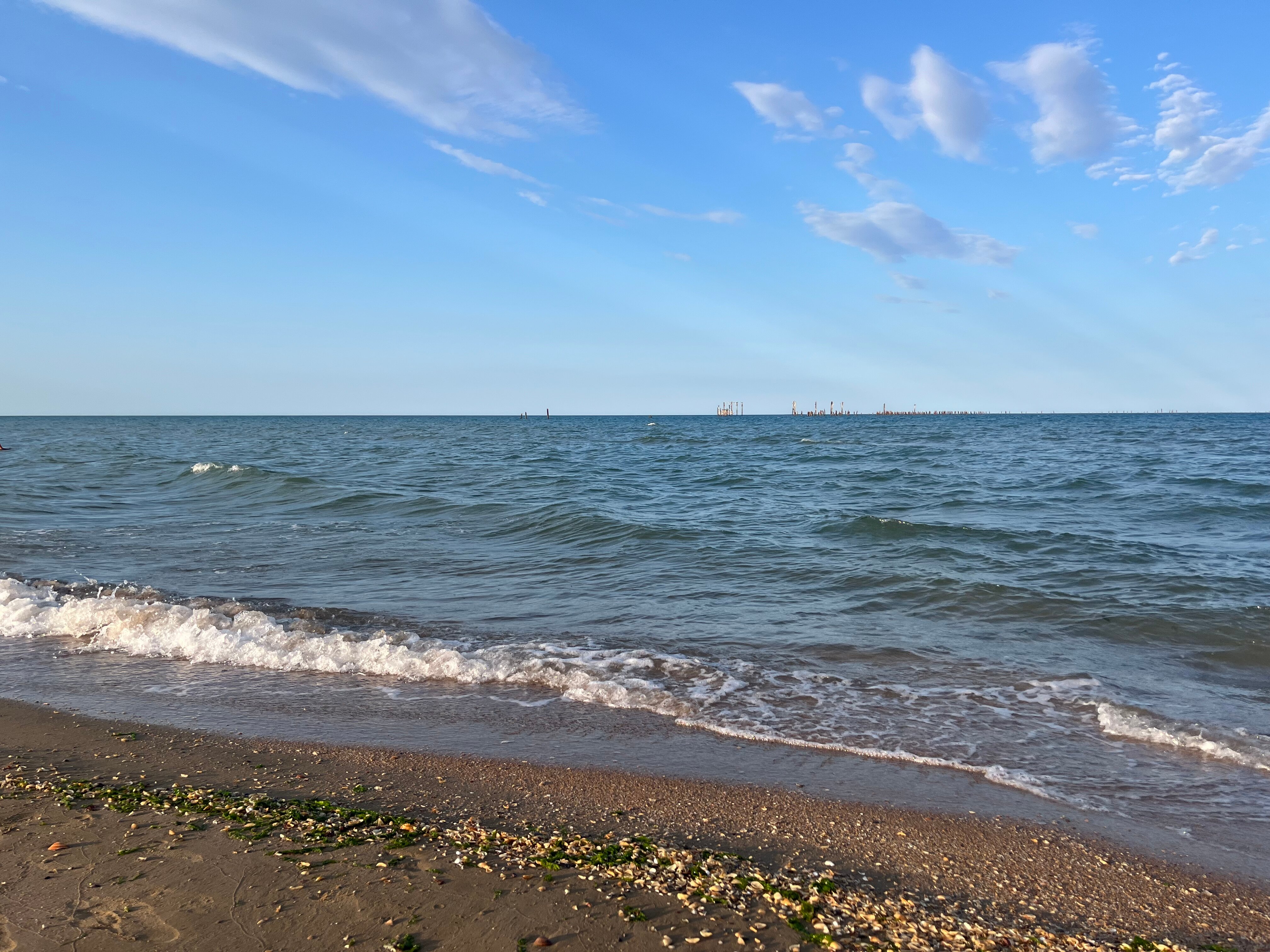 Фото Павлония