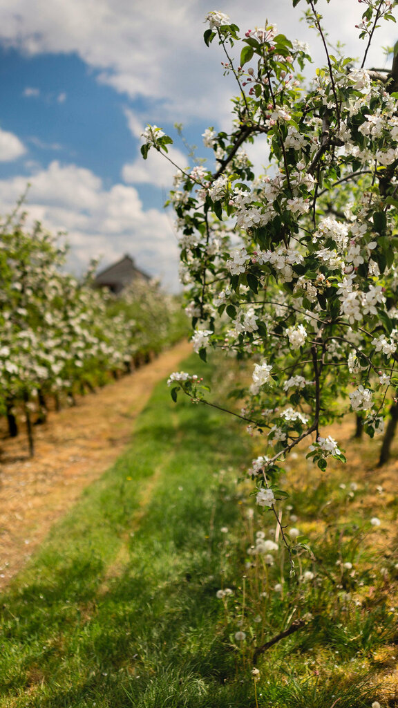 Plant nursery Duranoğlu Fidancilik, Odemis, photo