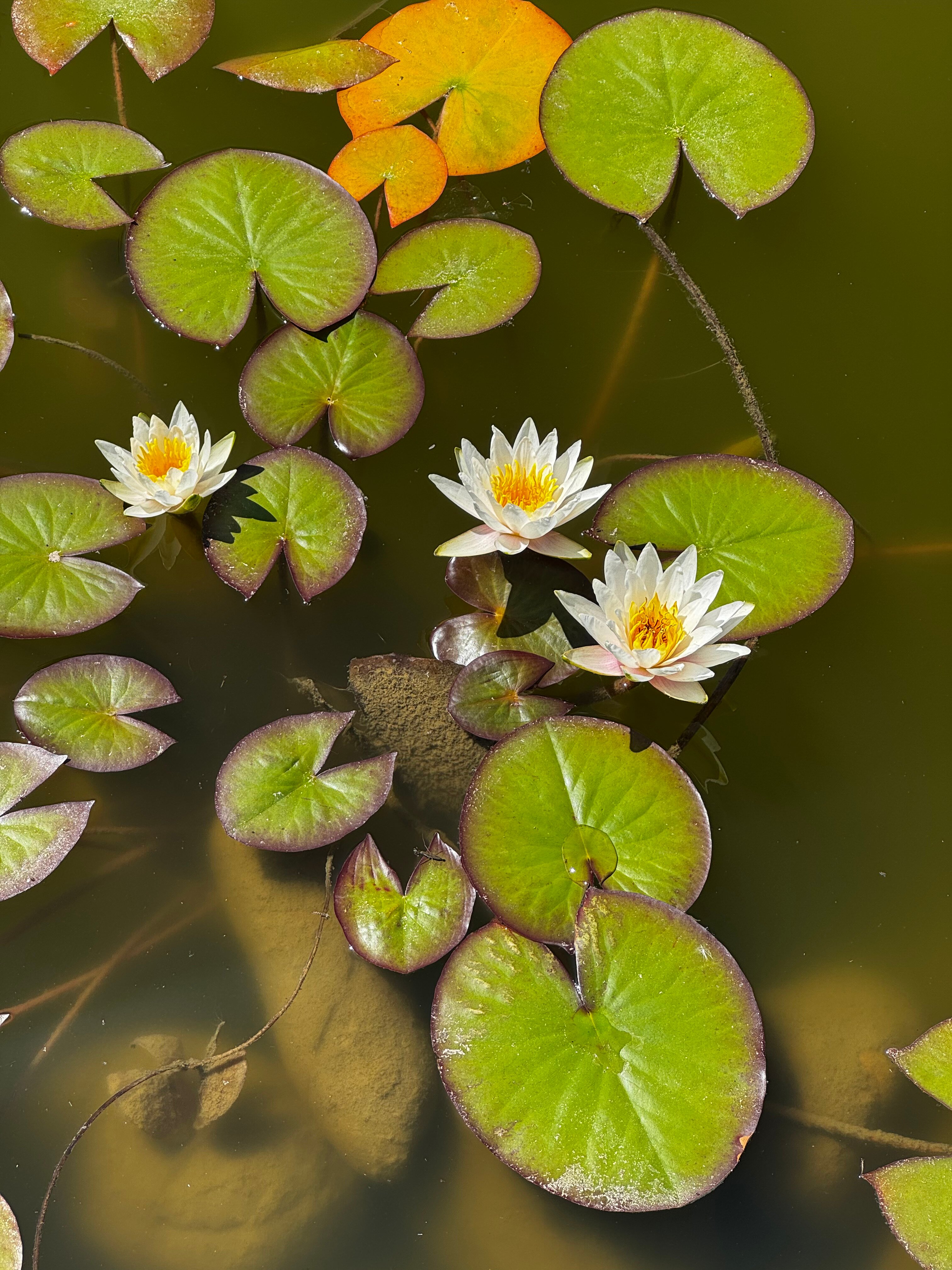 Фото Жилье на Янтарной