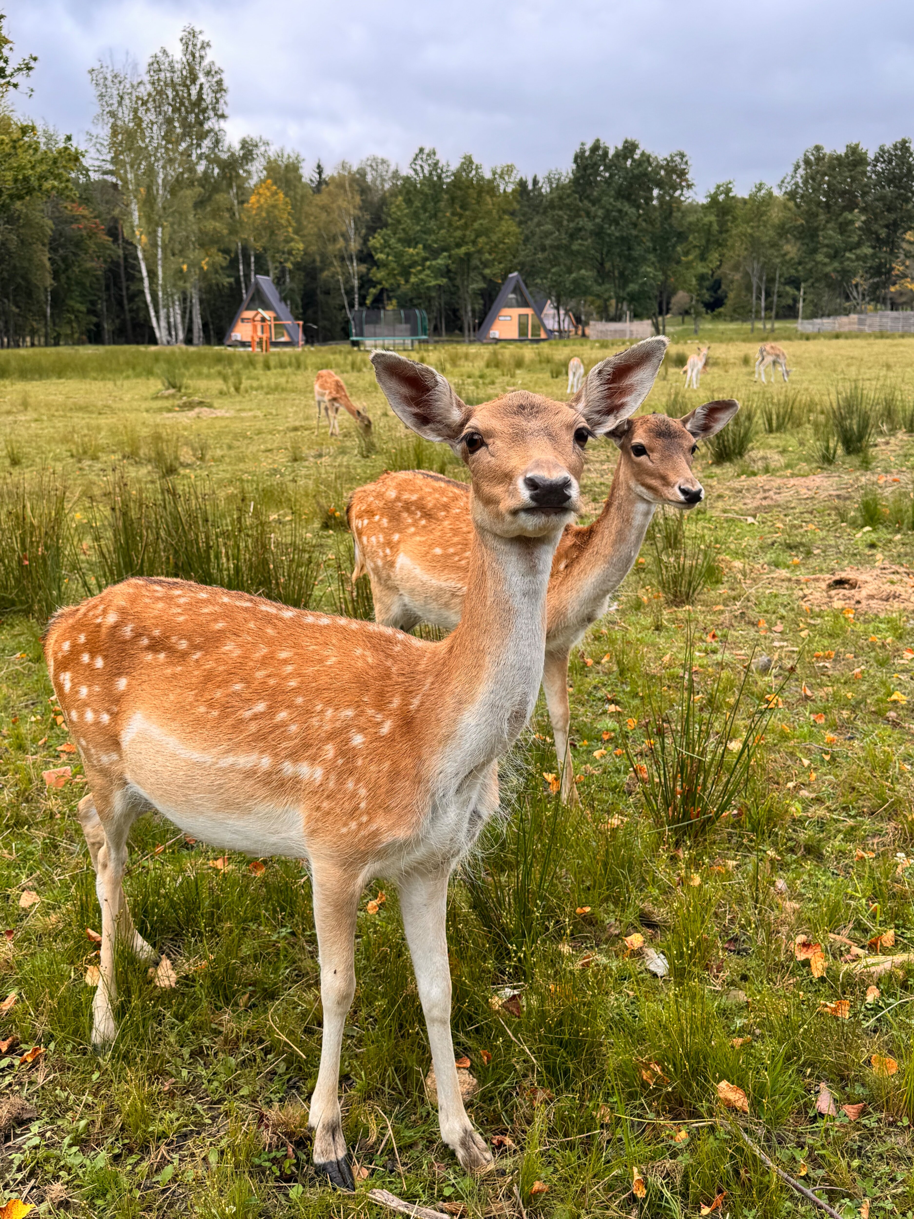 Фото Дом Лани
