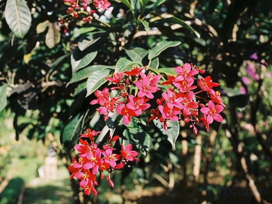 Фото Dalat Terrasse Des Roses Villa