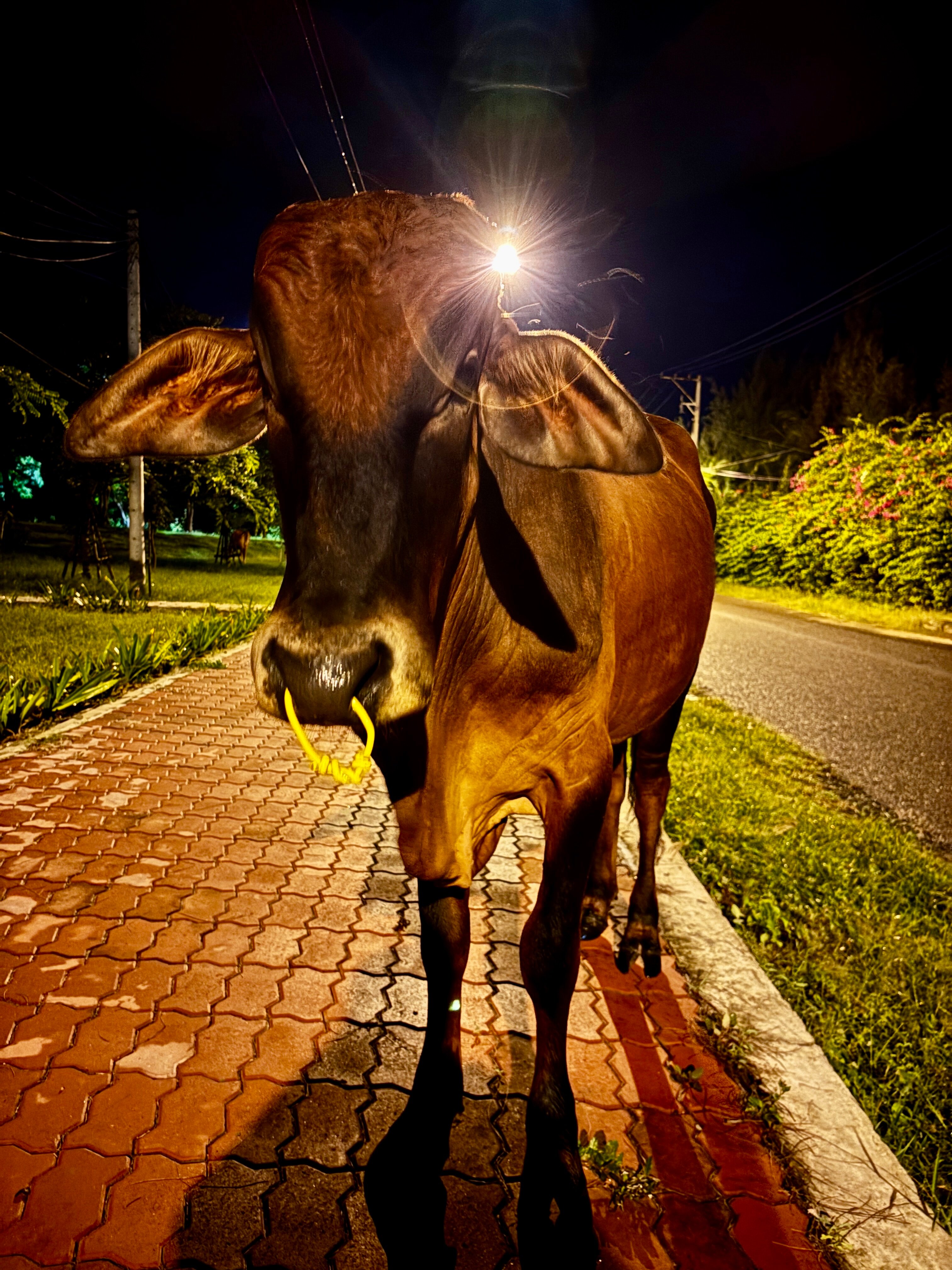 Фото The Sailing Bay Beach Resort