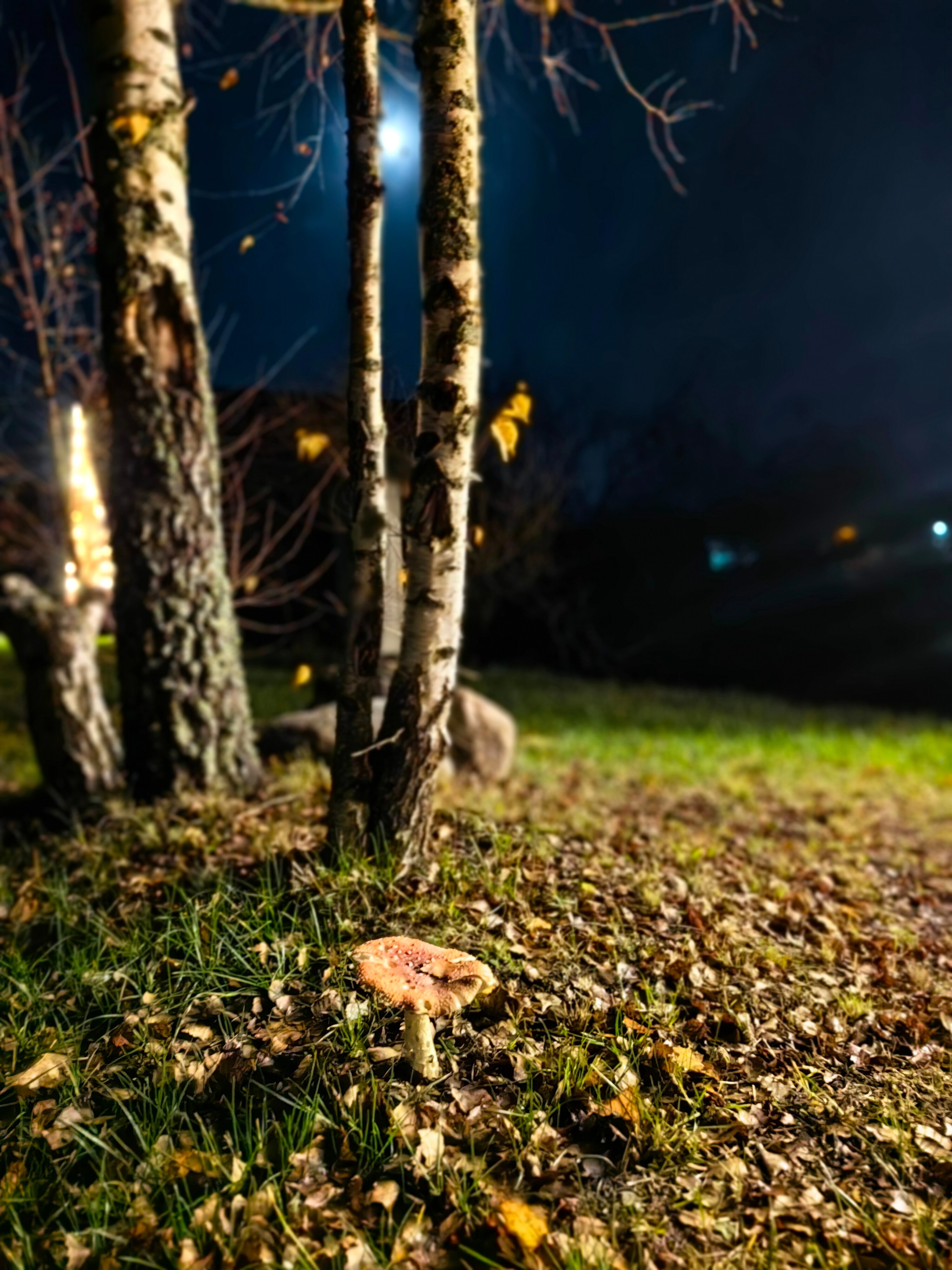 Фото Глэмпинг Тверской-Ямской