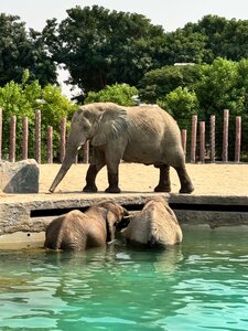 Dubai Safari Park (5, Al Warqa'A 4, Mushraif, Dubai), zoo