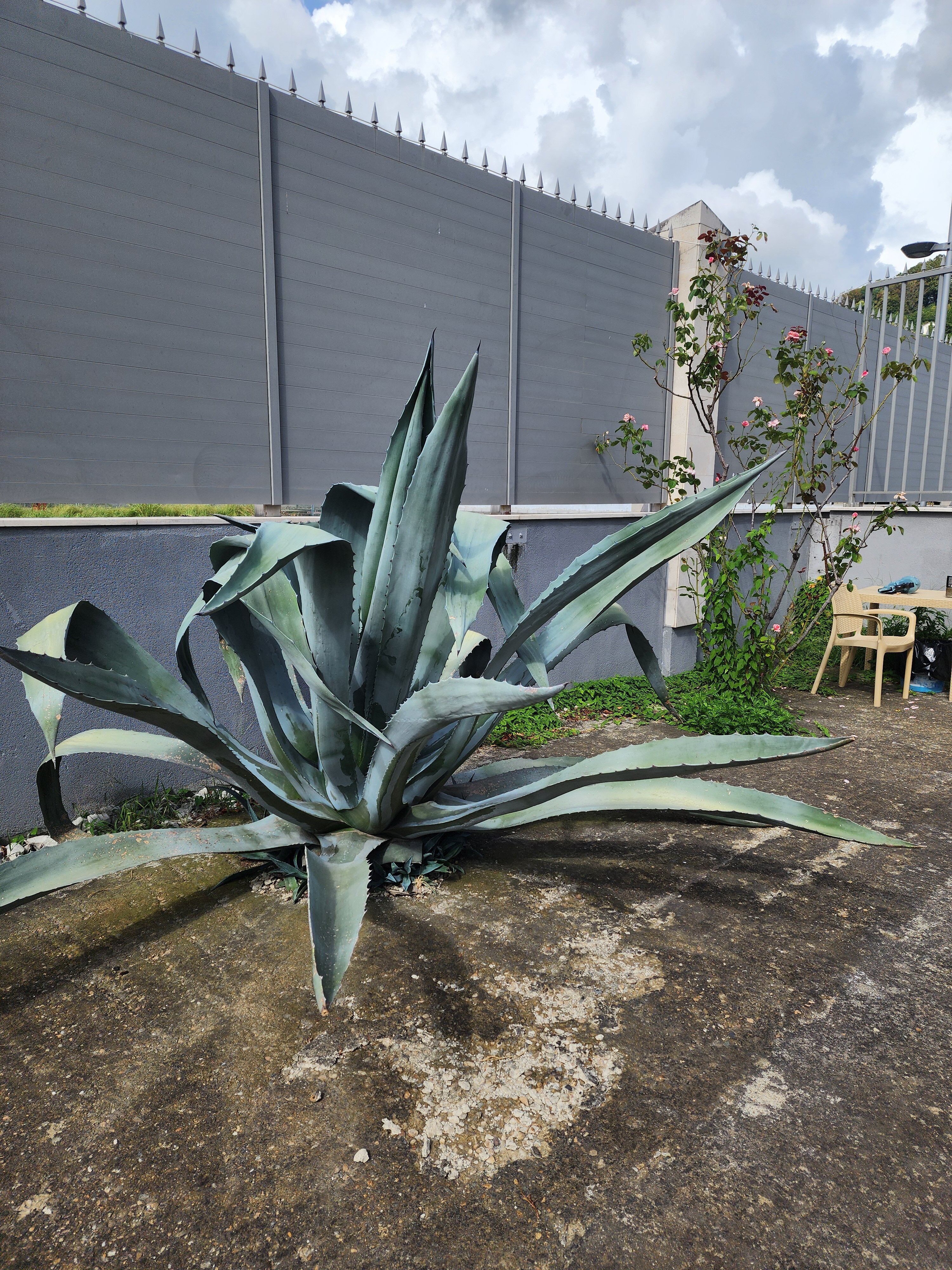 Фото Чародейка