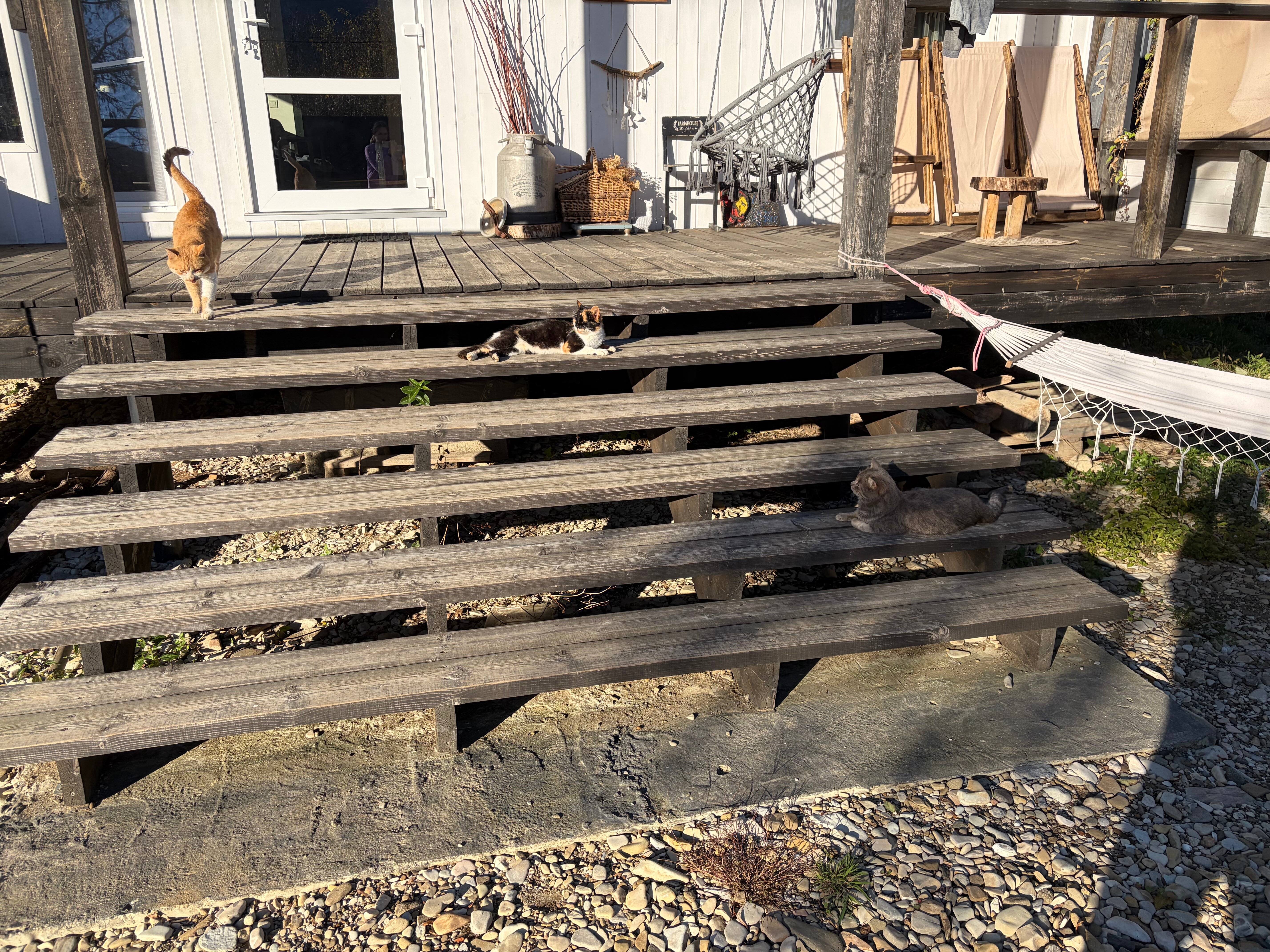 Фото Секвойя