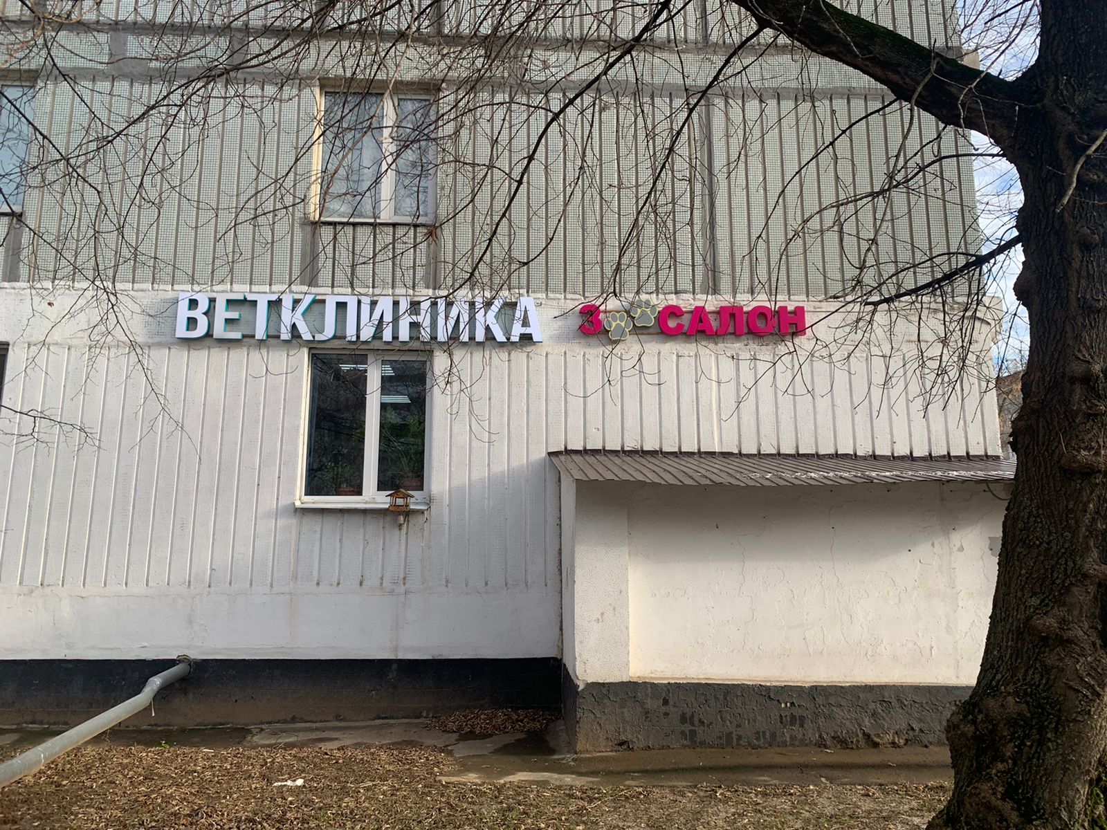 Симба - фото 4