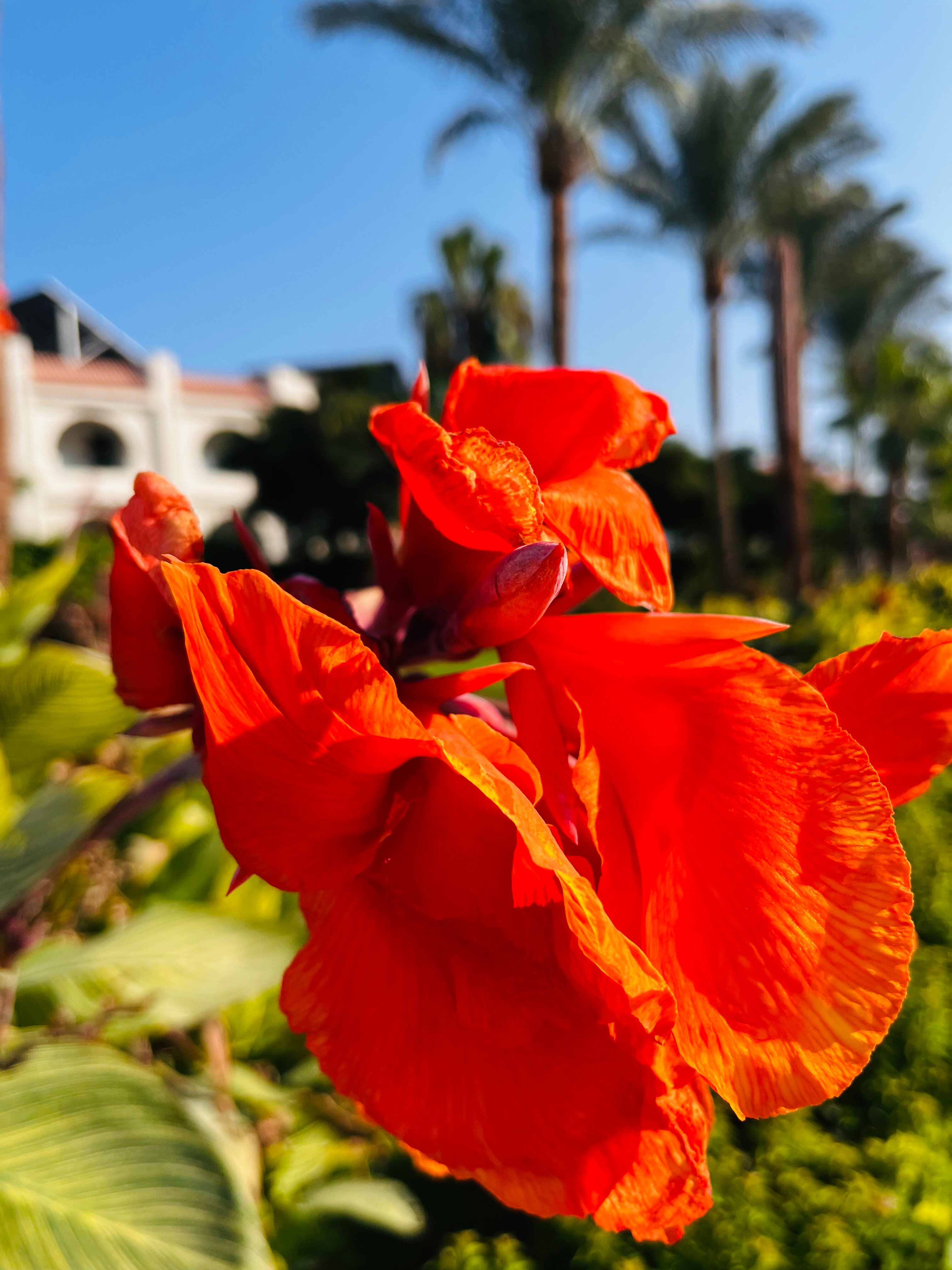 Фото Safir Sharm Waterfalls