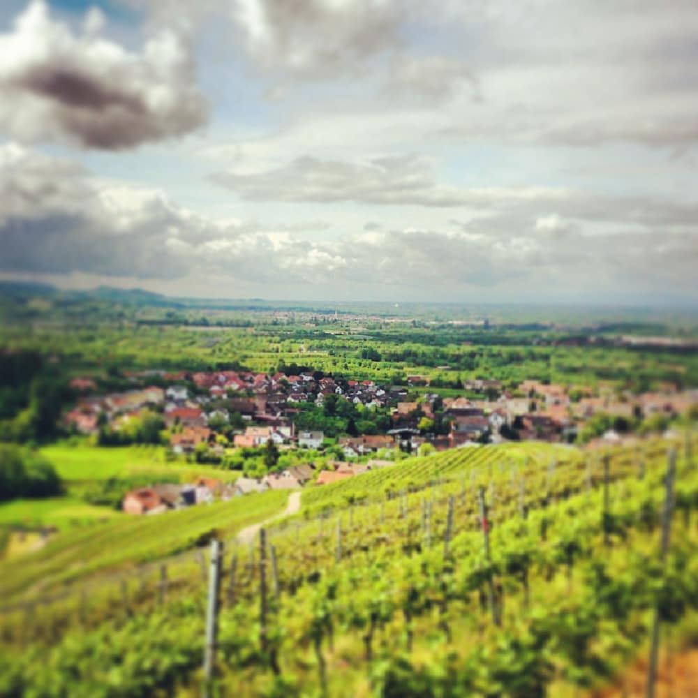 Фото Pflugwirts Hotel und Gasthaus