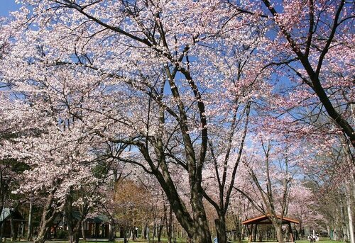 Гостиница Premier Hotel Cabin Asahikawa в Асахикаве