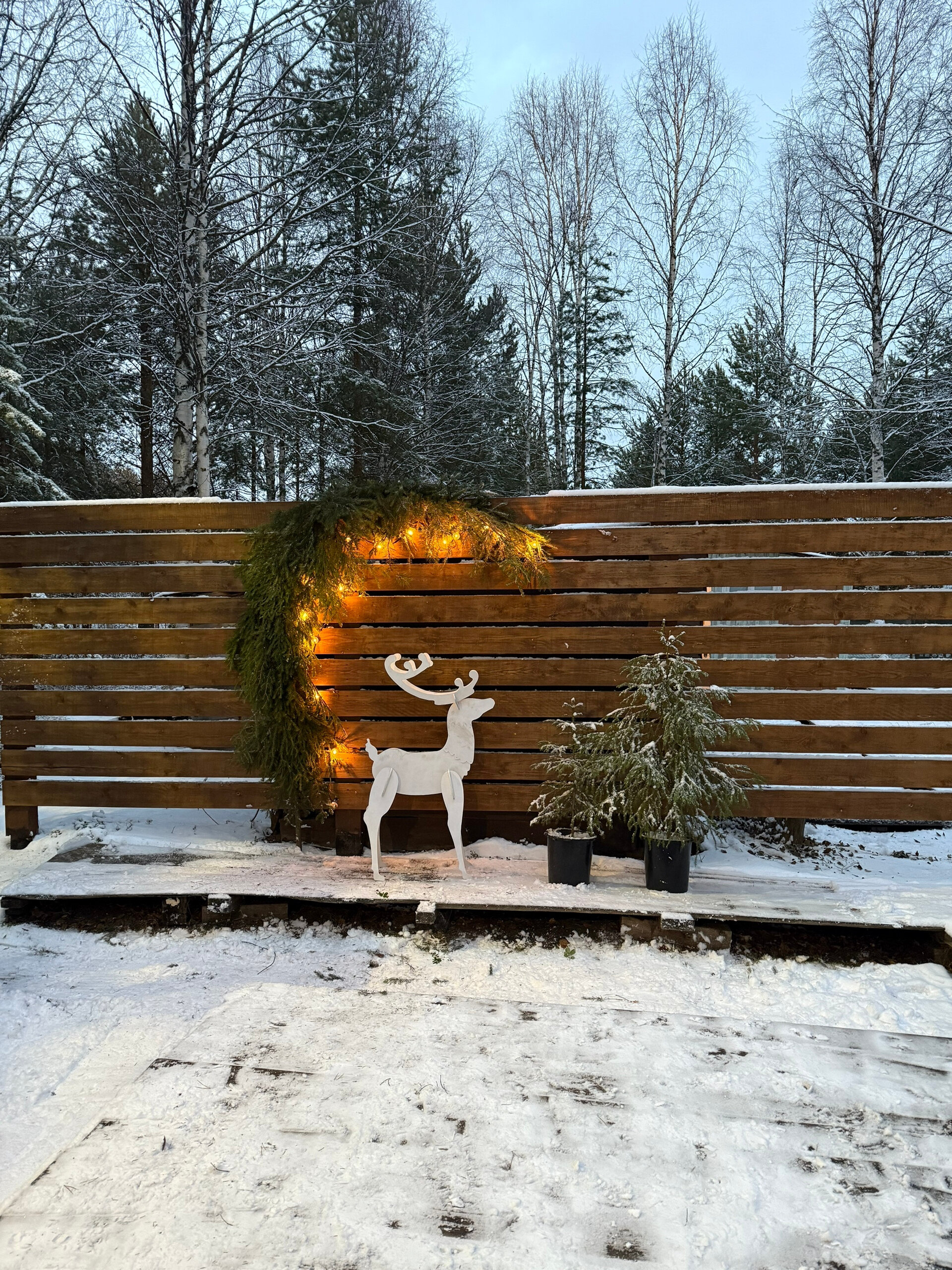 Фото Вереск