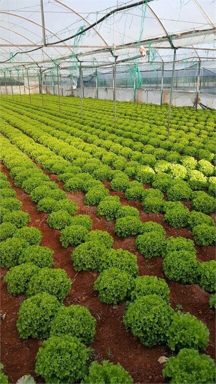 Convenience store Teknik Tarım Ticaret, Giresun, photo