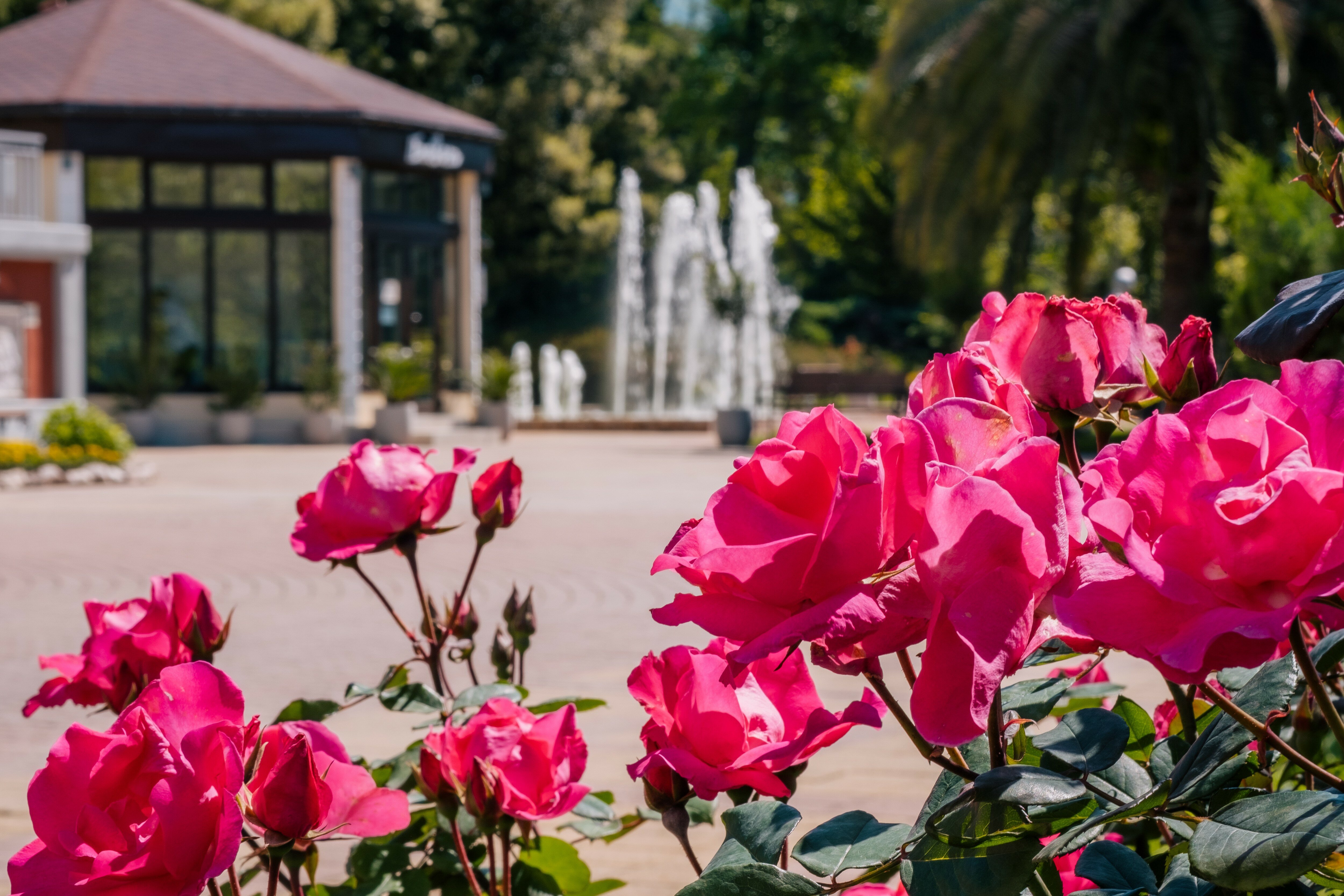 Фото Зелёная роща