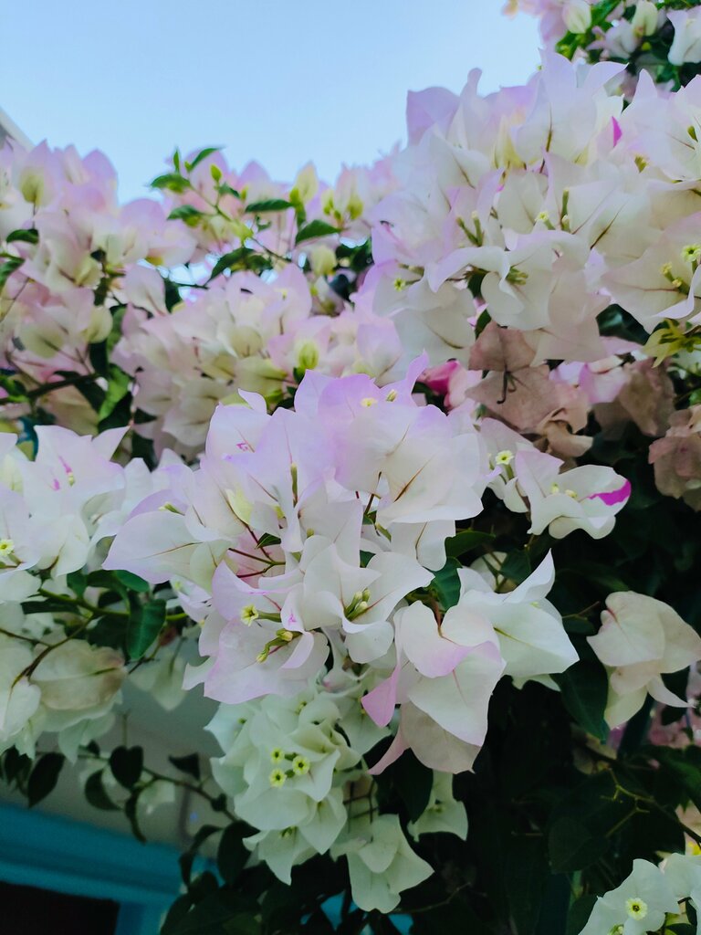 Housing complex Sun Berk Hotel, Manavgat, photo