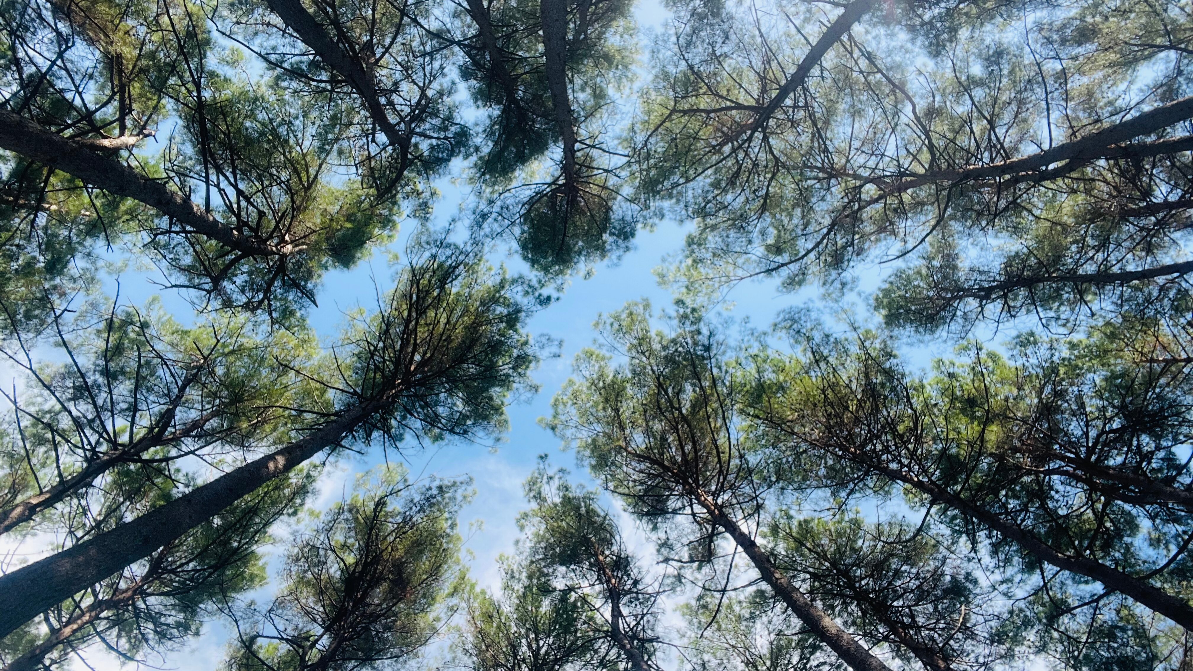 Фото Forest Club