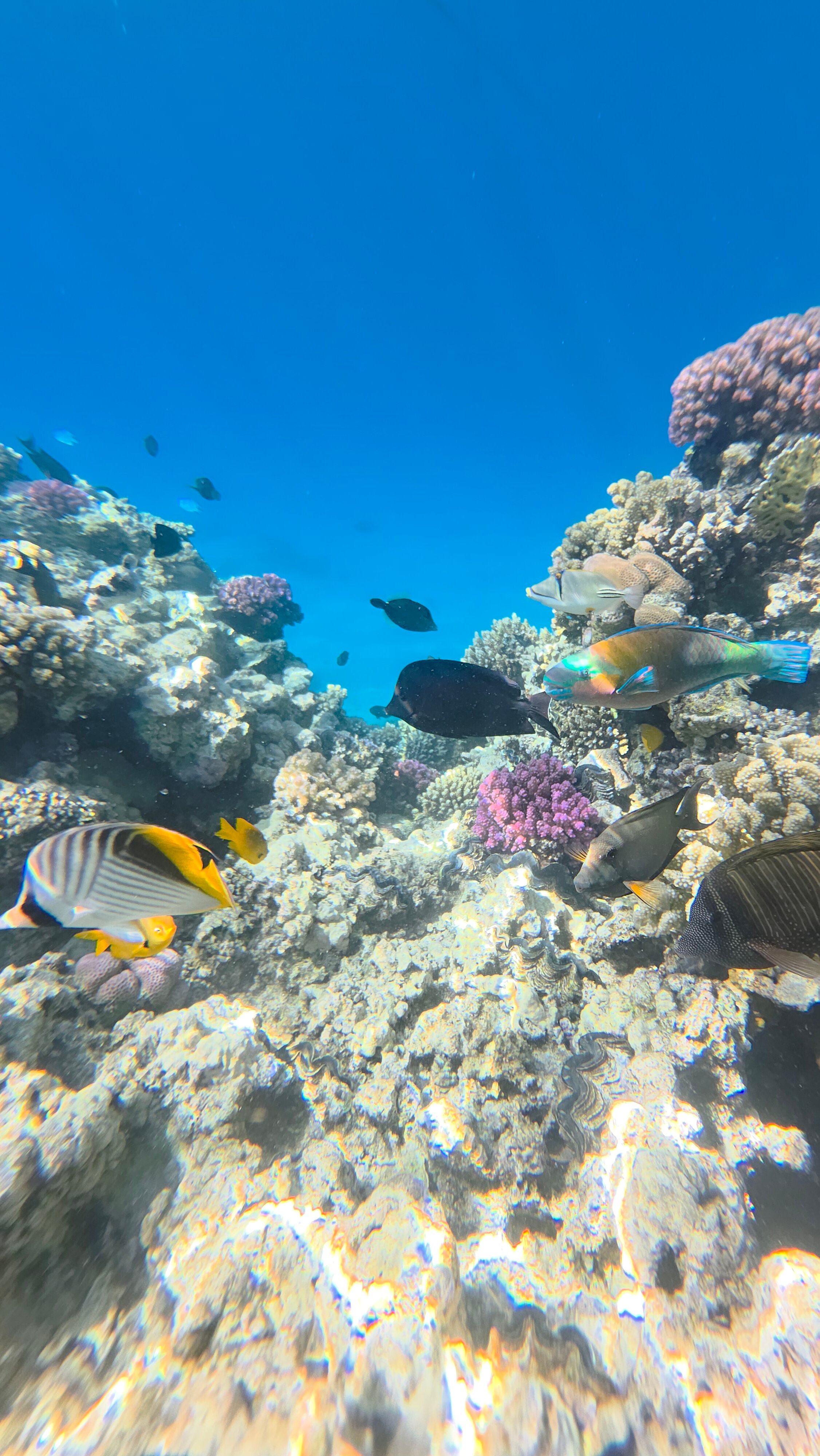 Фото Iberotel Palace