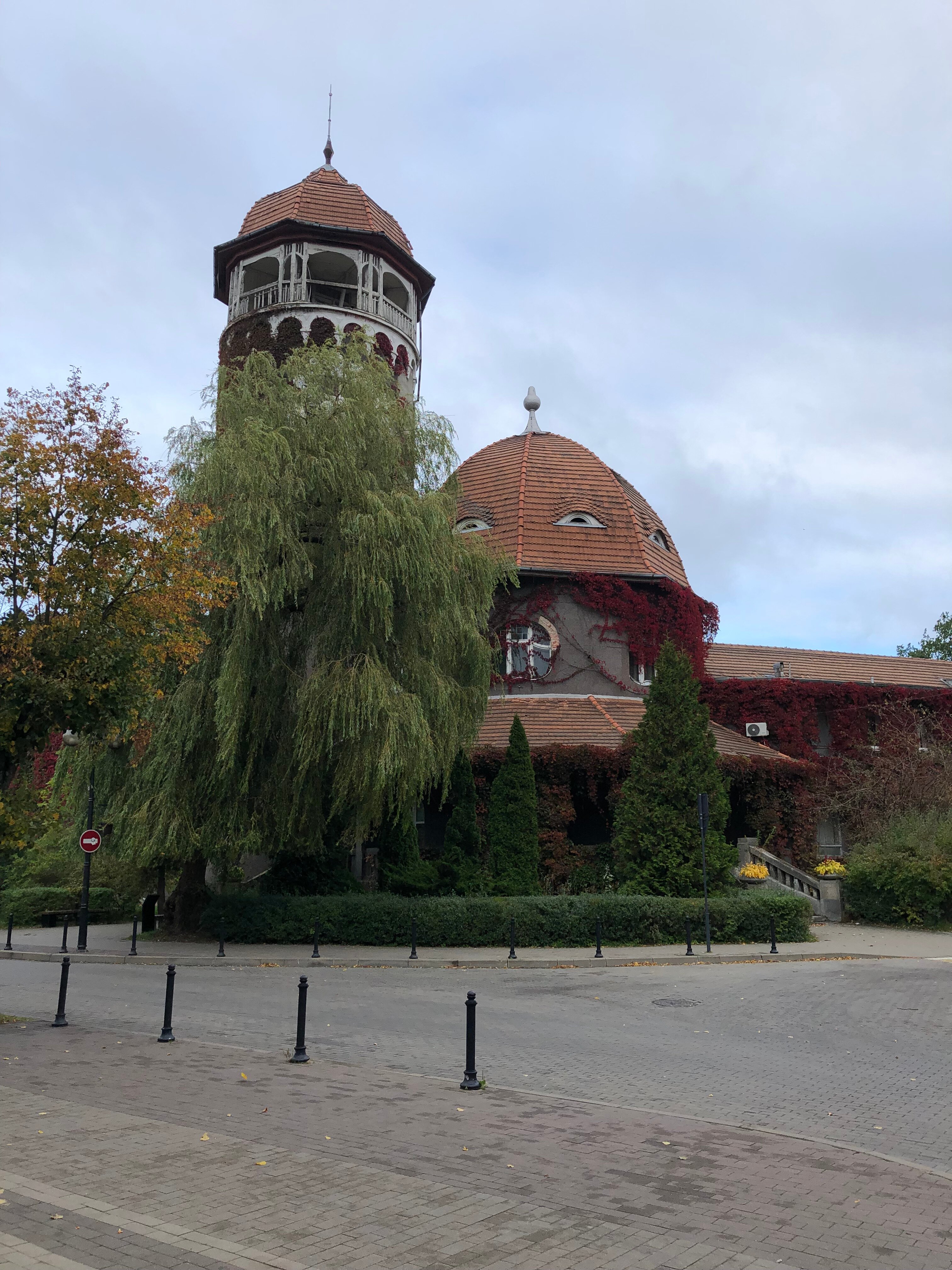 Фото Сосны