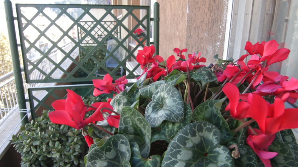 Фото B&b La Perla di Roma