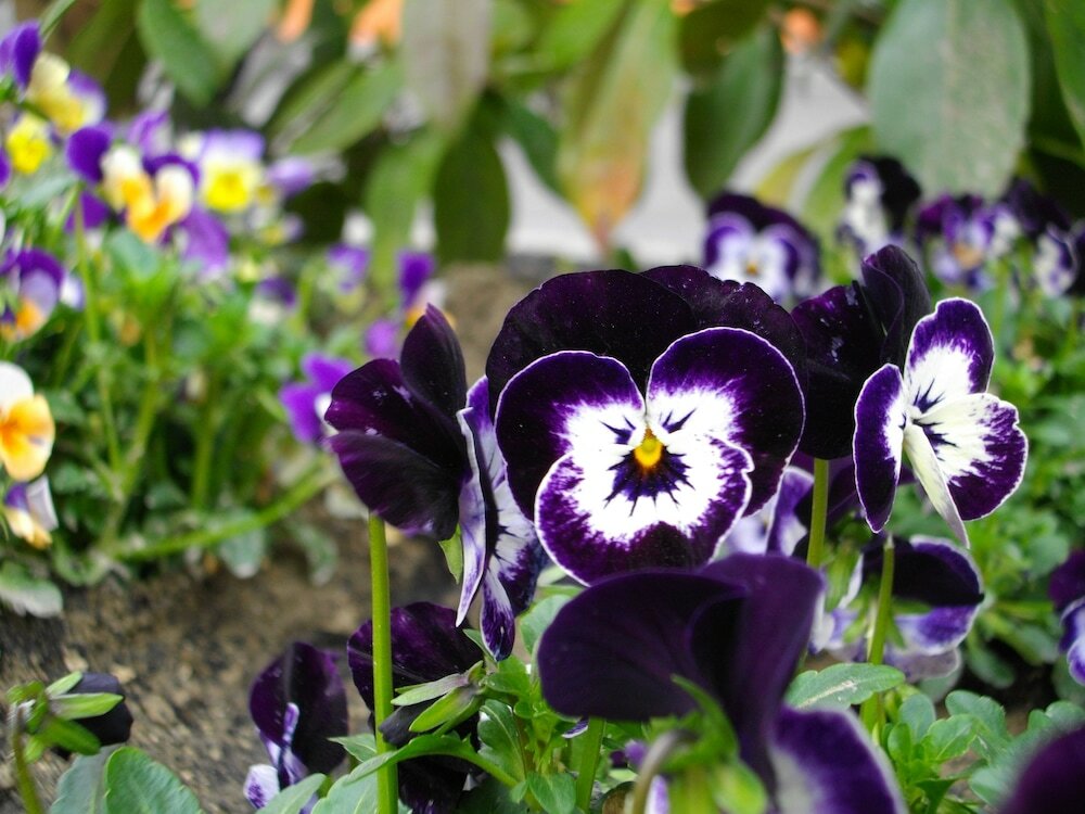 Фото Hotel La Corte