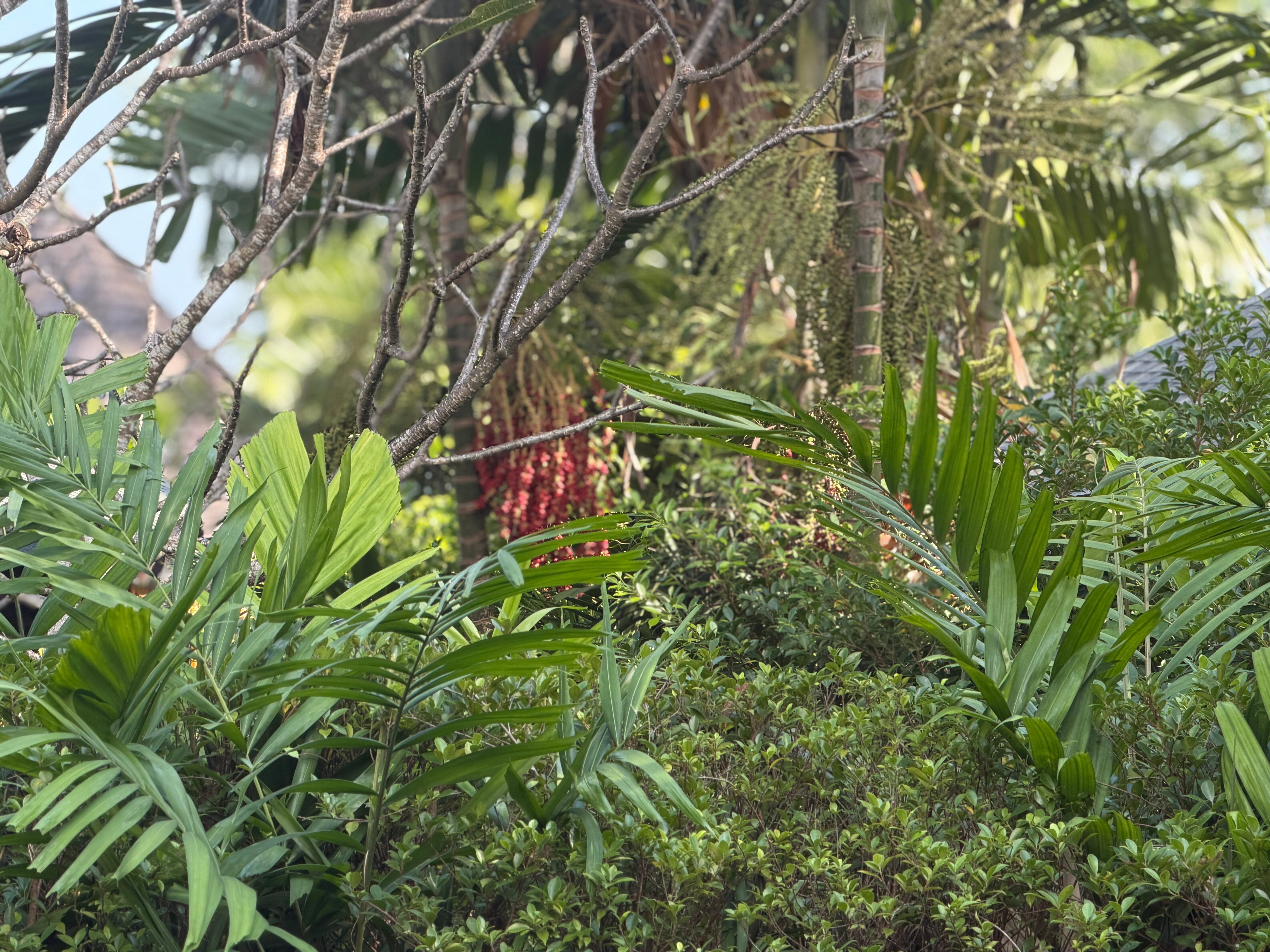 Фото The Vijitt Resort Phuket