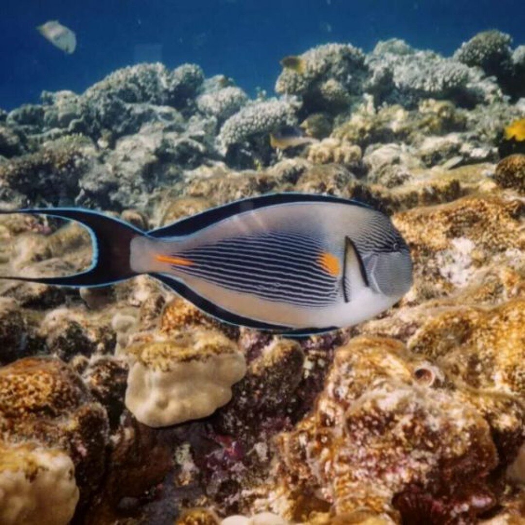 Фото Continental Plaza beach Resort