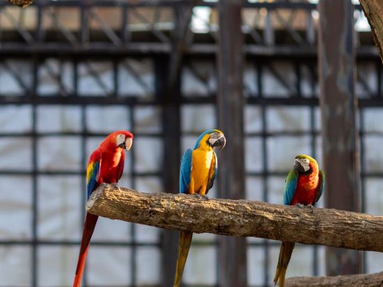 Фото Wonderland Suites and Resort