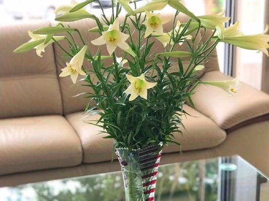 Фото Spring Hotel Hanoi