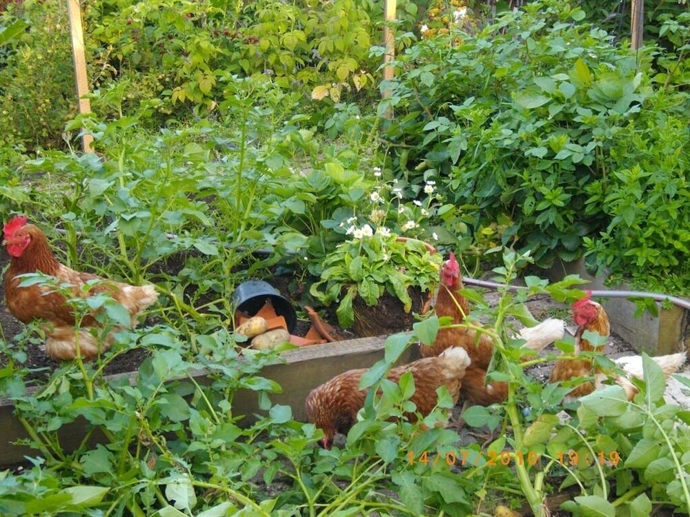 Фото Birch House B&b