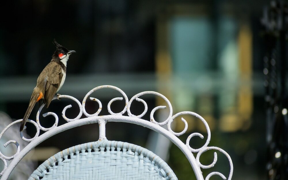 Фото Savoy - Ihcl SeleQtions