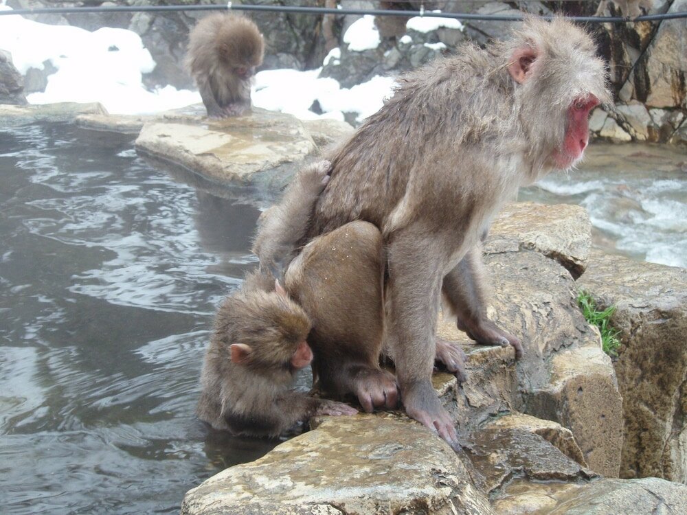 Фото 90180758599