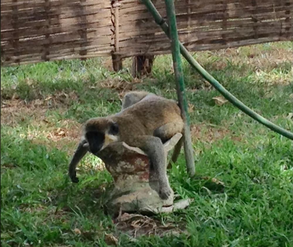 Фото Kololi Beach Resort