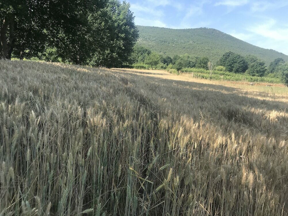 Фото Villa Flowers