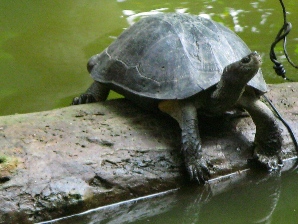 Фото Seashore Mirissa
