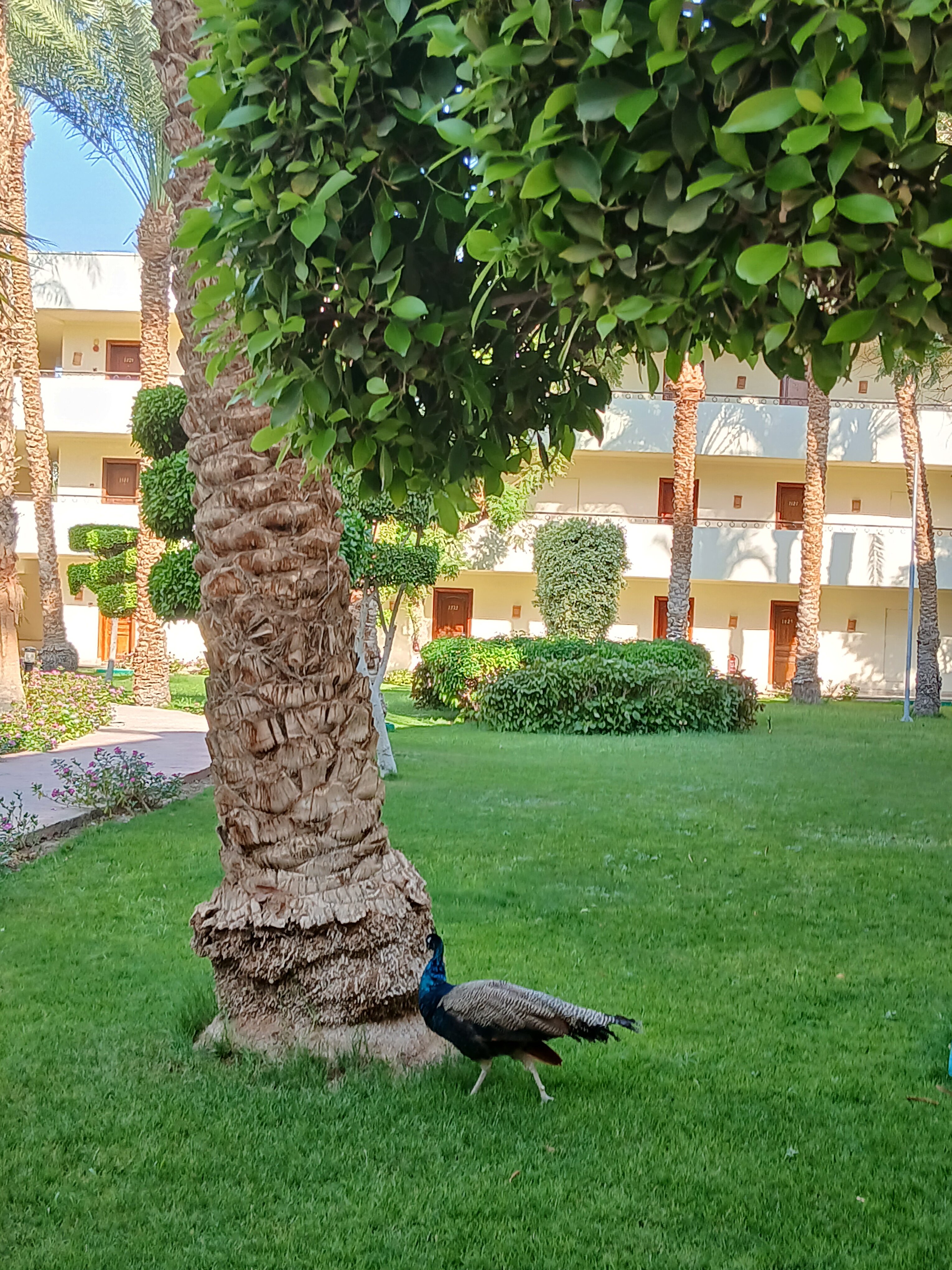 Фото JAZ Royal Palmariva