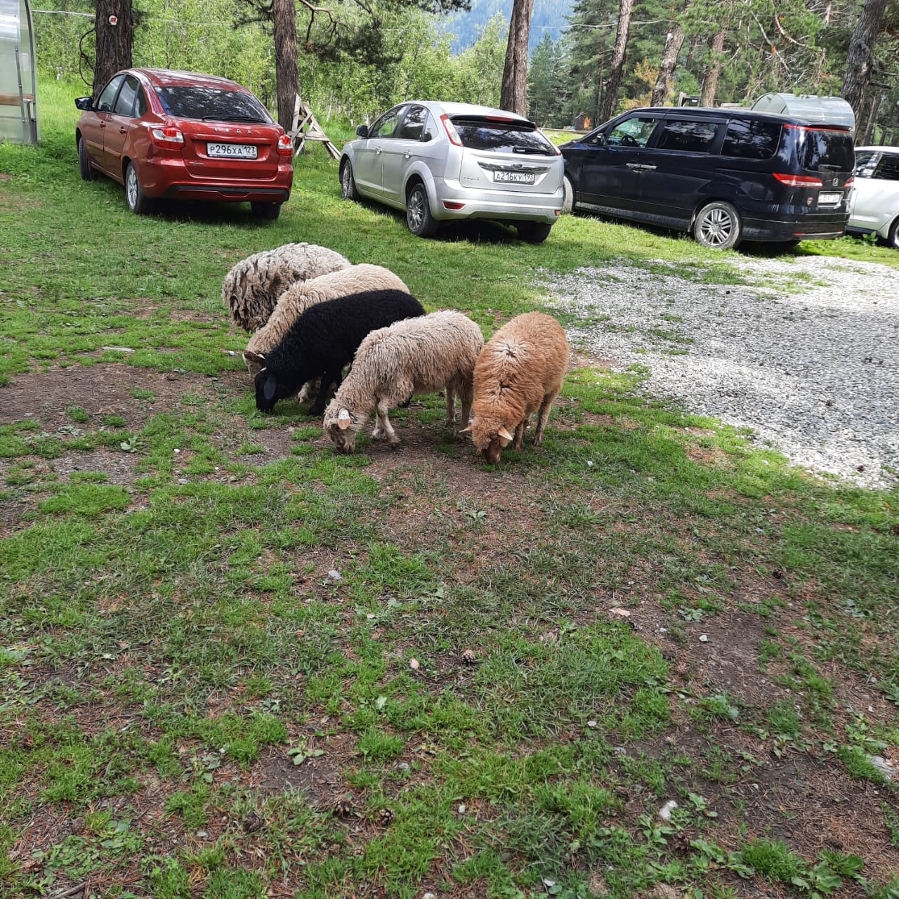 Фото Лесной кот