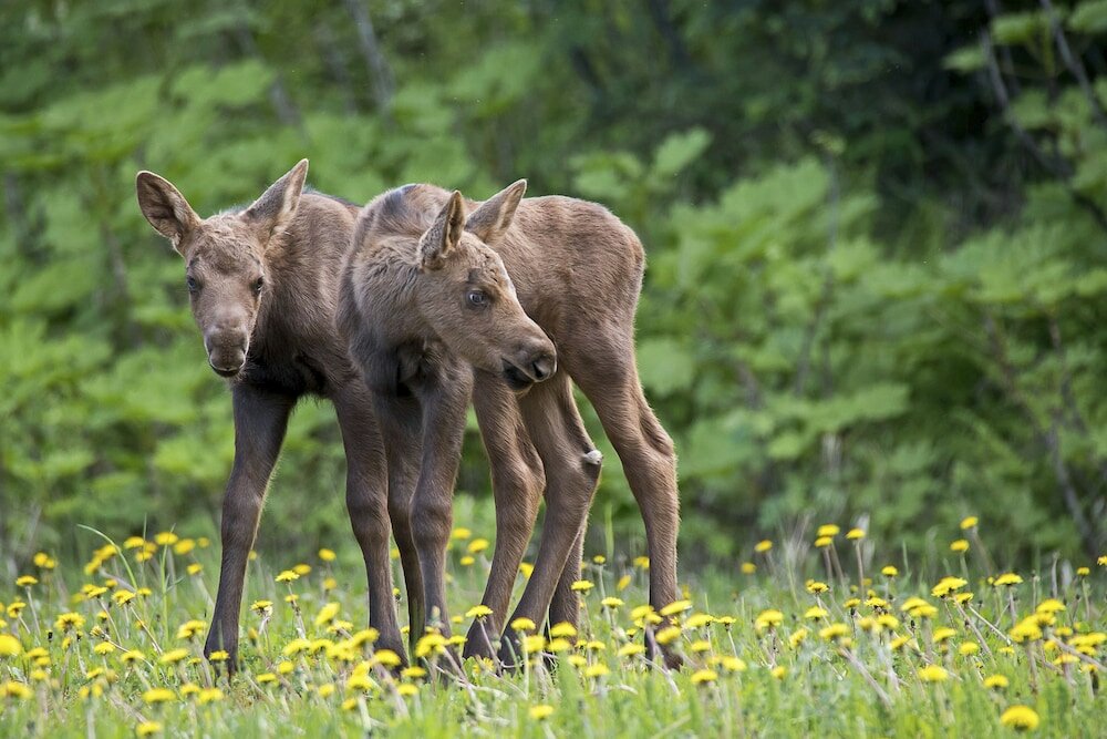 Фото Wedgewood Resort