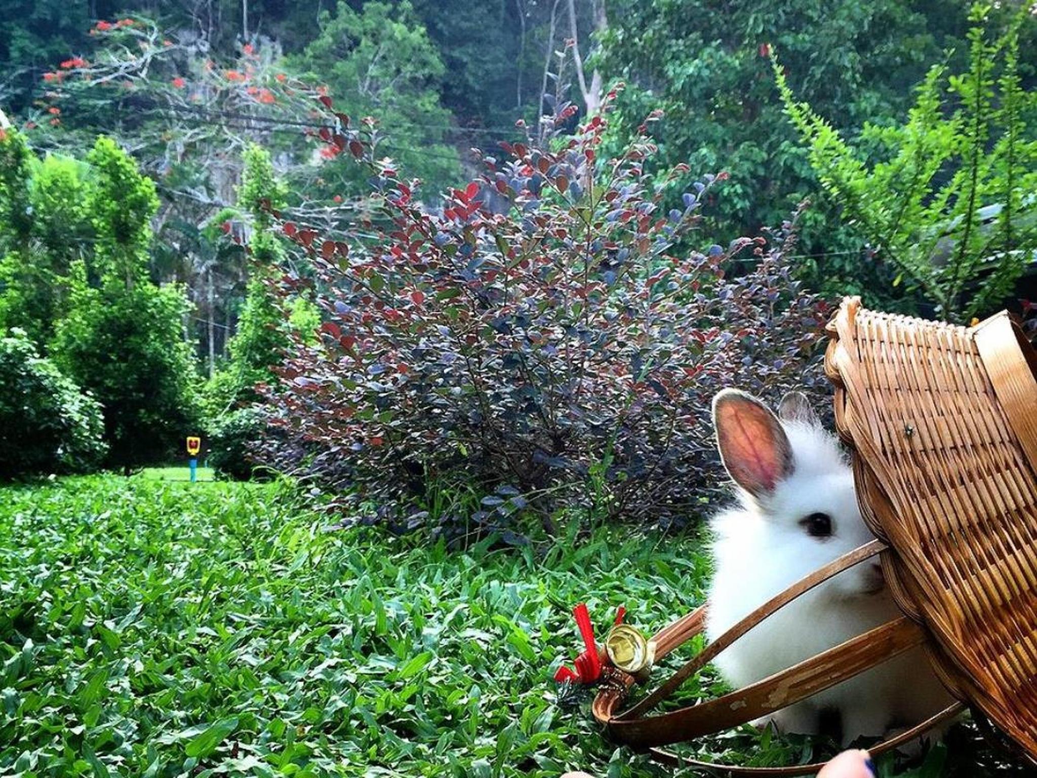 Фото V Valley Resort