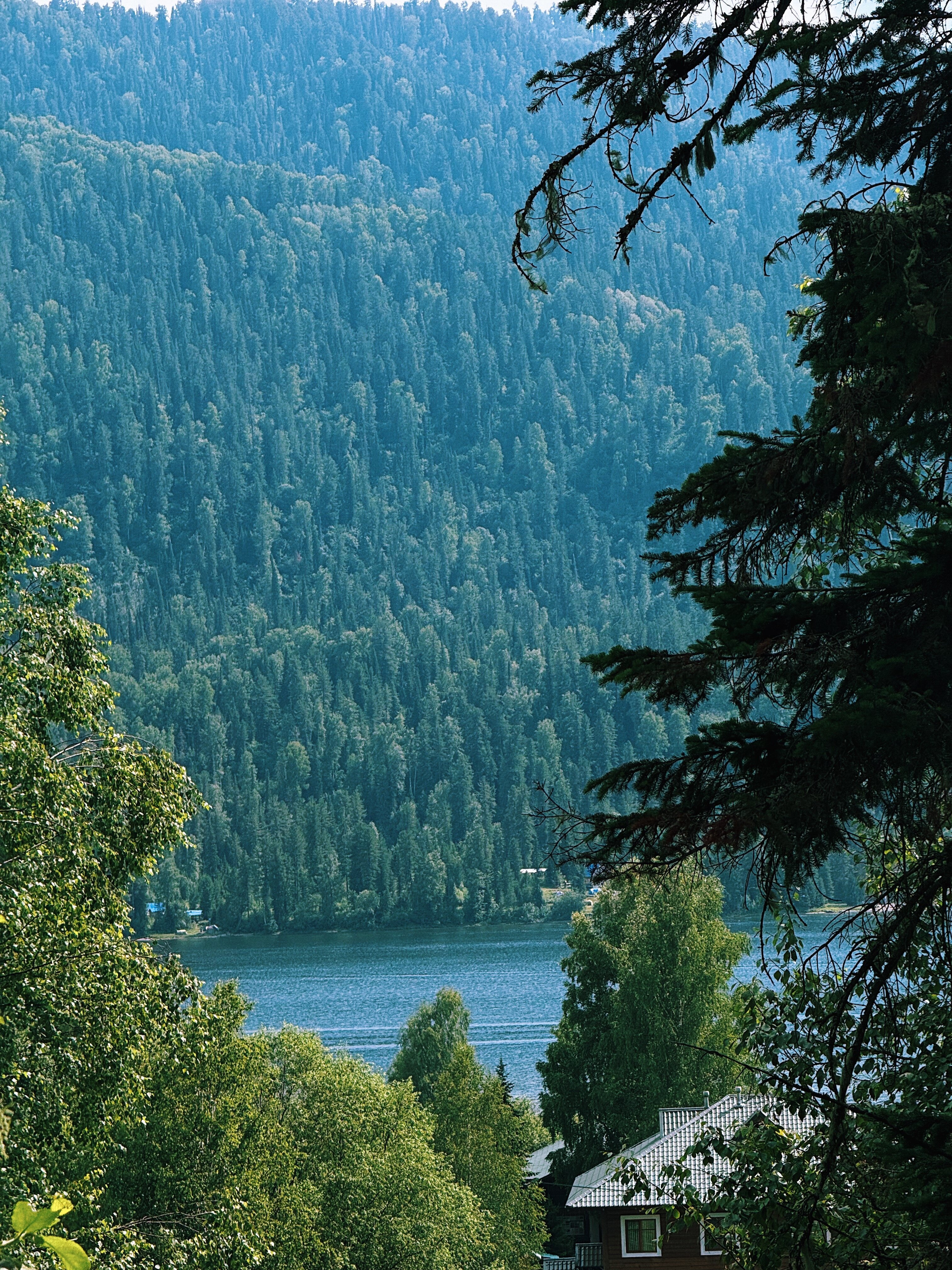 Фото Кедровая берлога