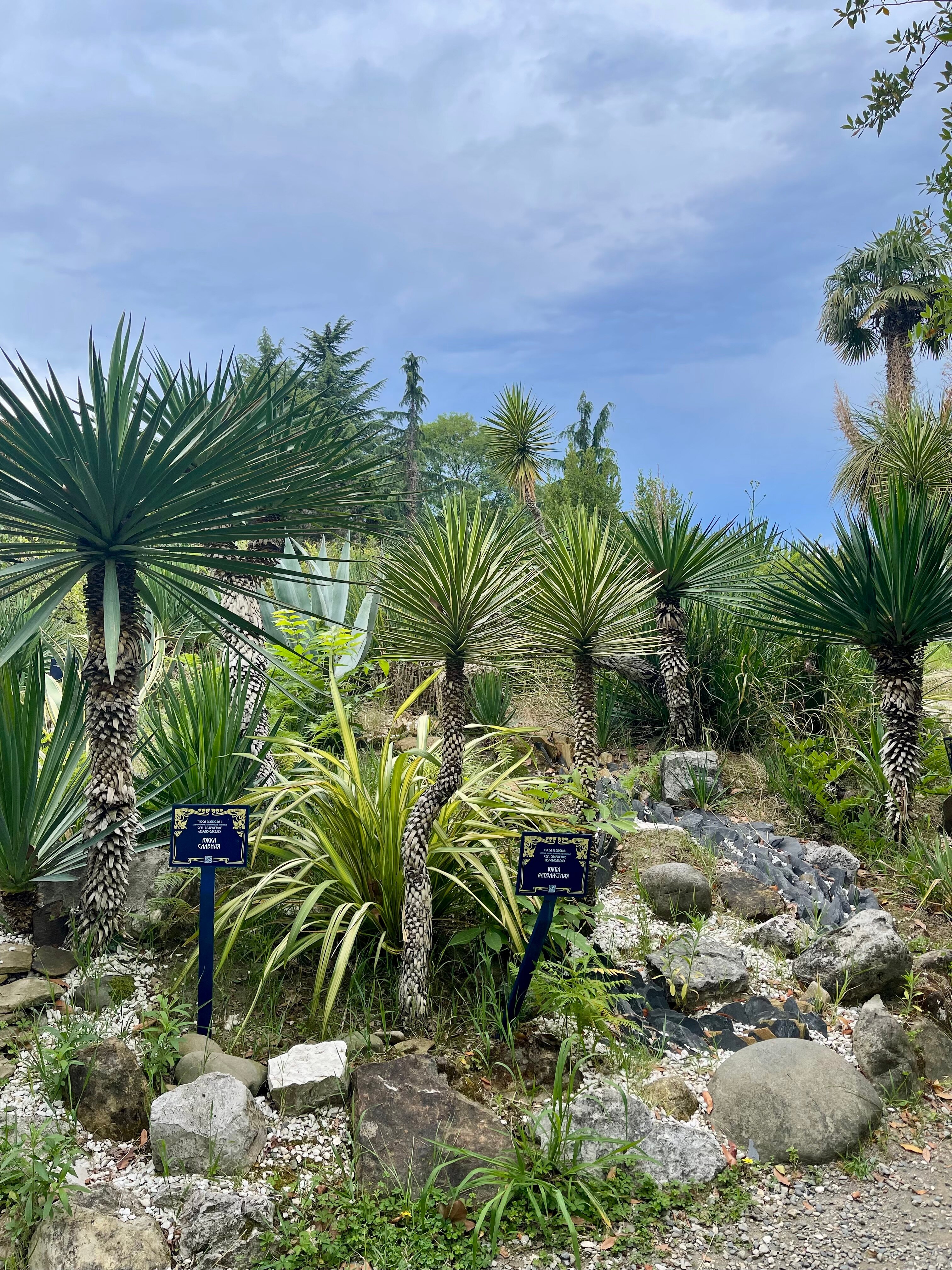 Фото Сарисса