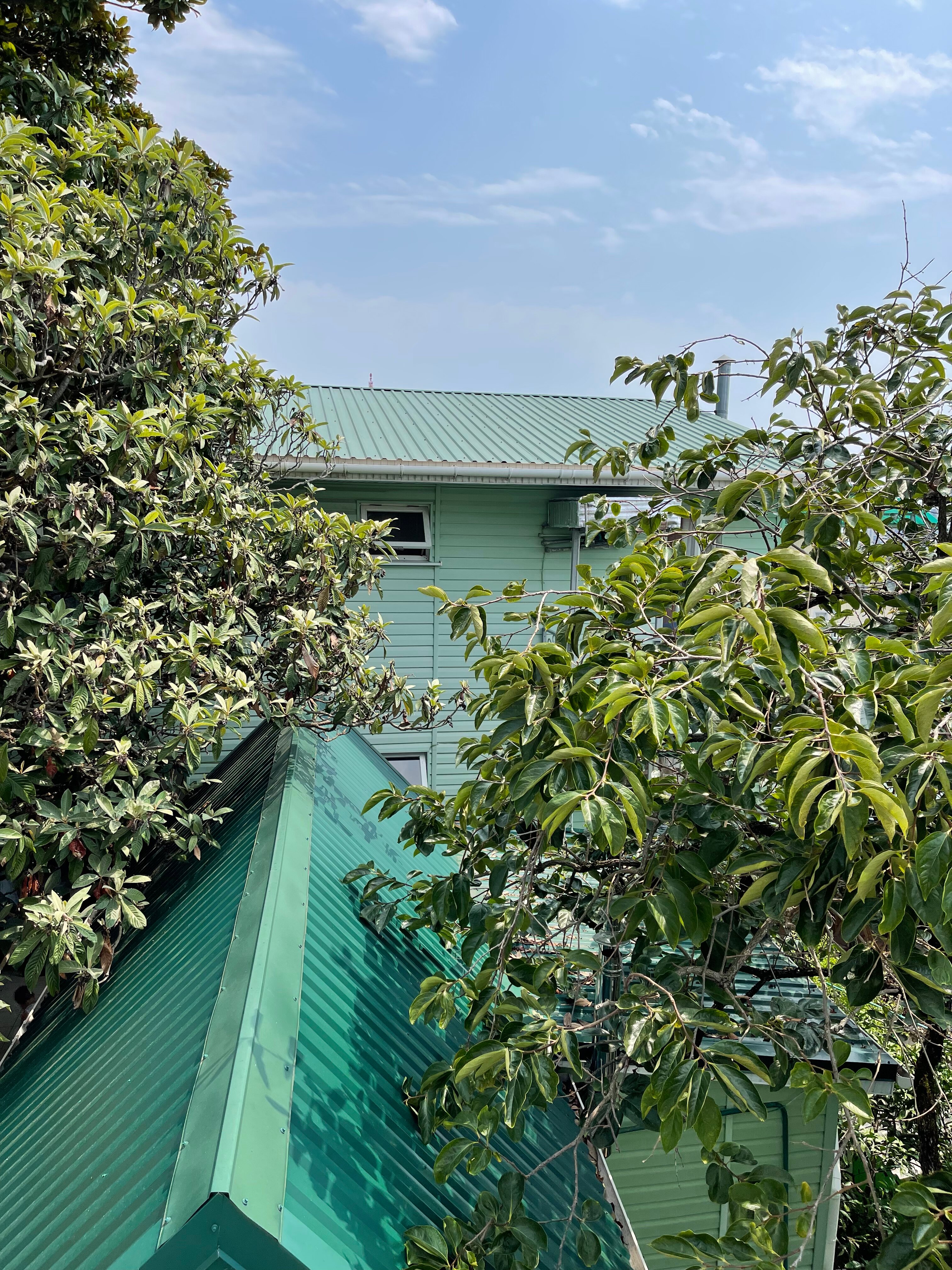 Фото Под Магнолией