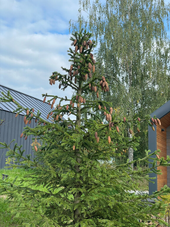 Фото Квартал ДревоПаркЪ