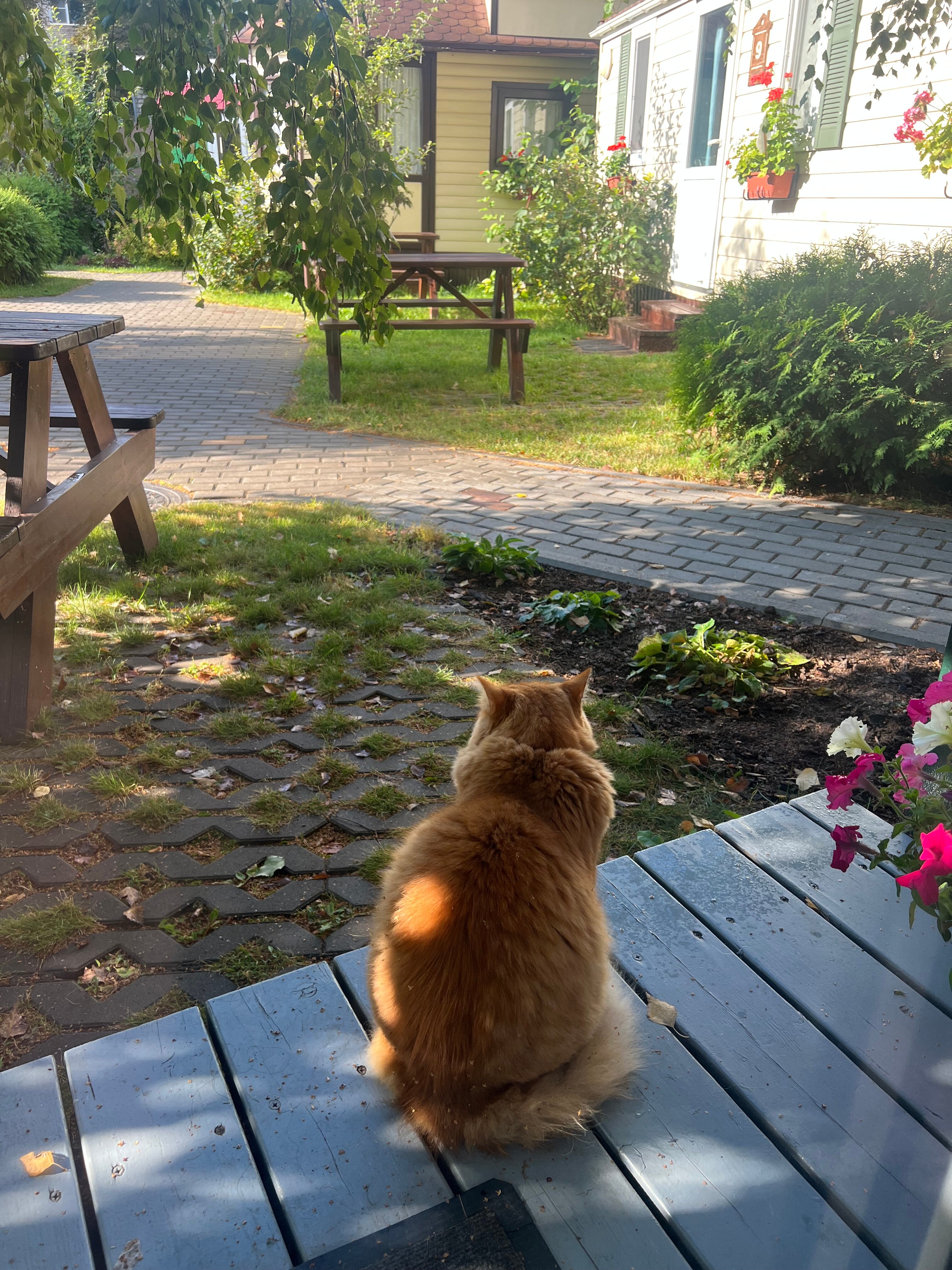 Фото Два гуся