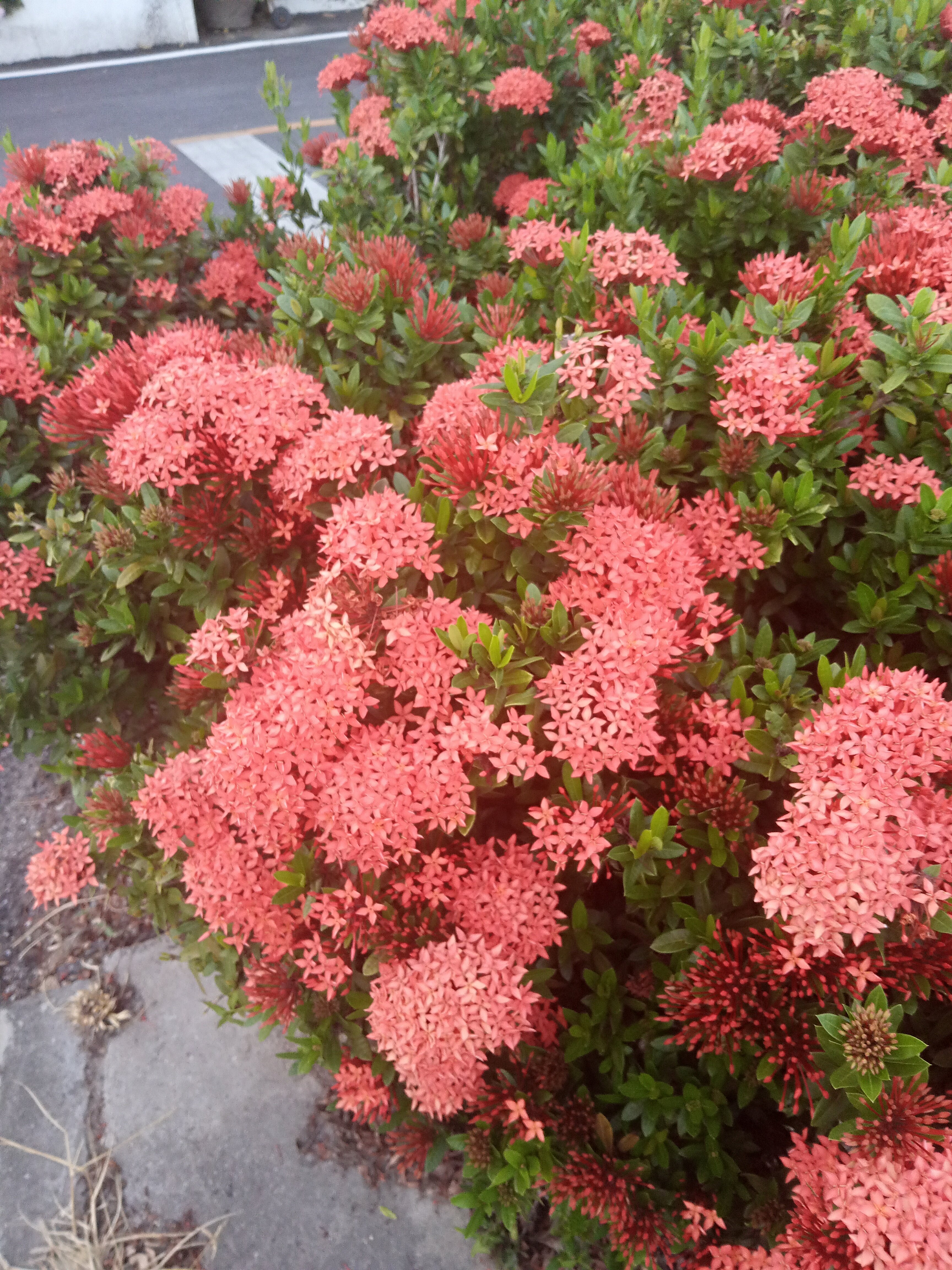 Фото Pinnacle Grand Jomtien Resort