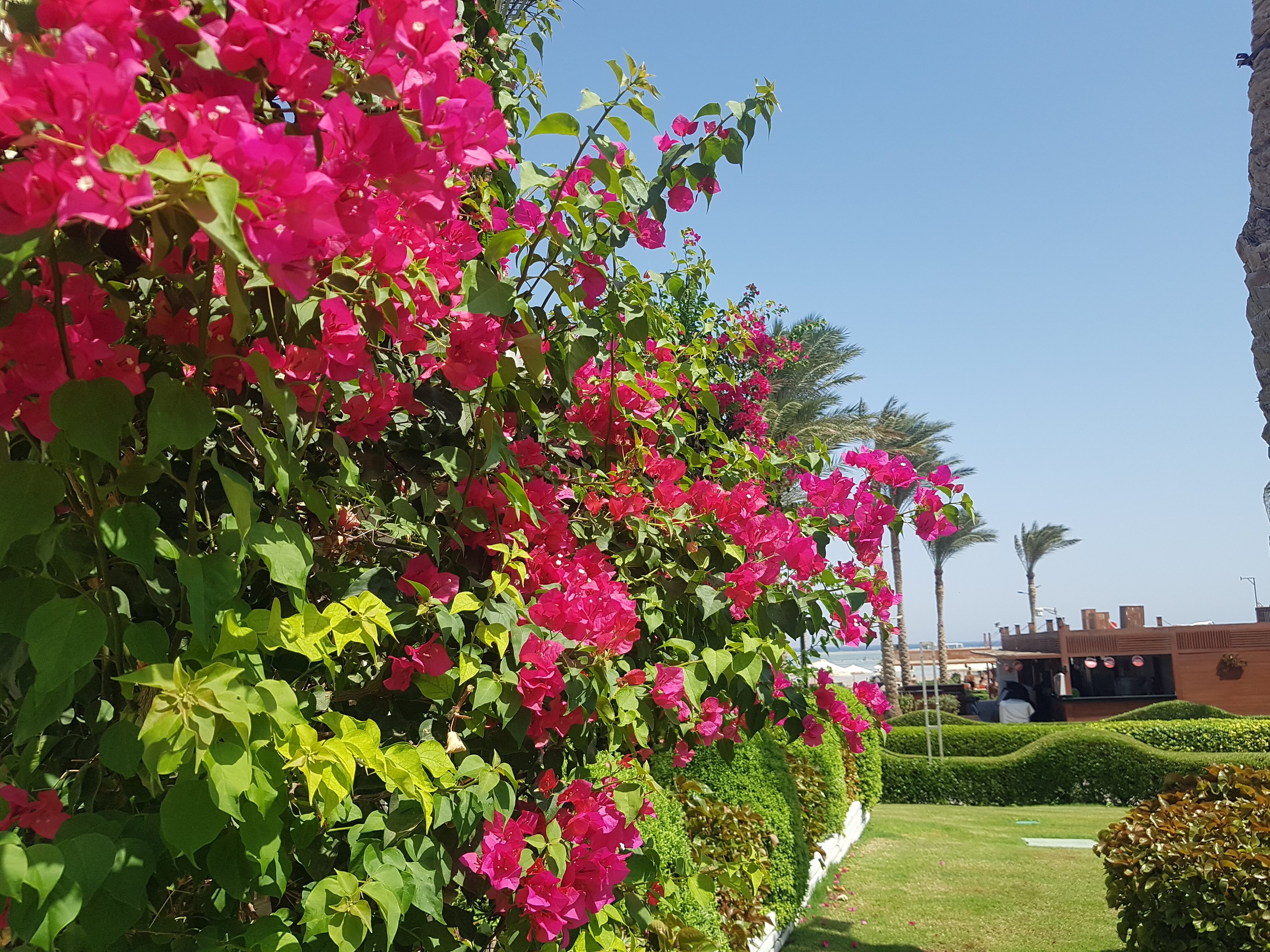 Фото Rixos Radamis Sharm El Sheikh