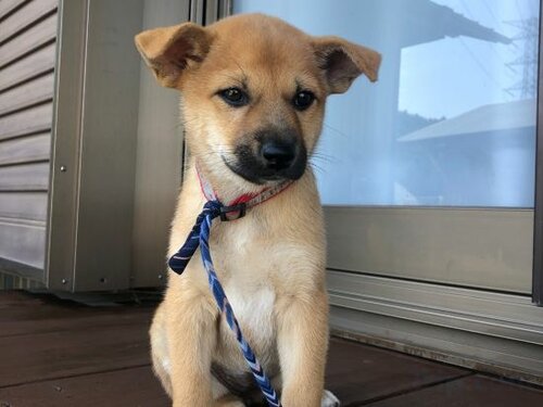 Гостиница Nouka Minsyuku Nakajima - Vacation Stay 99829 в Префектуре Токусима