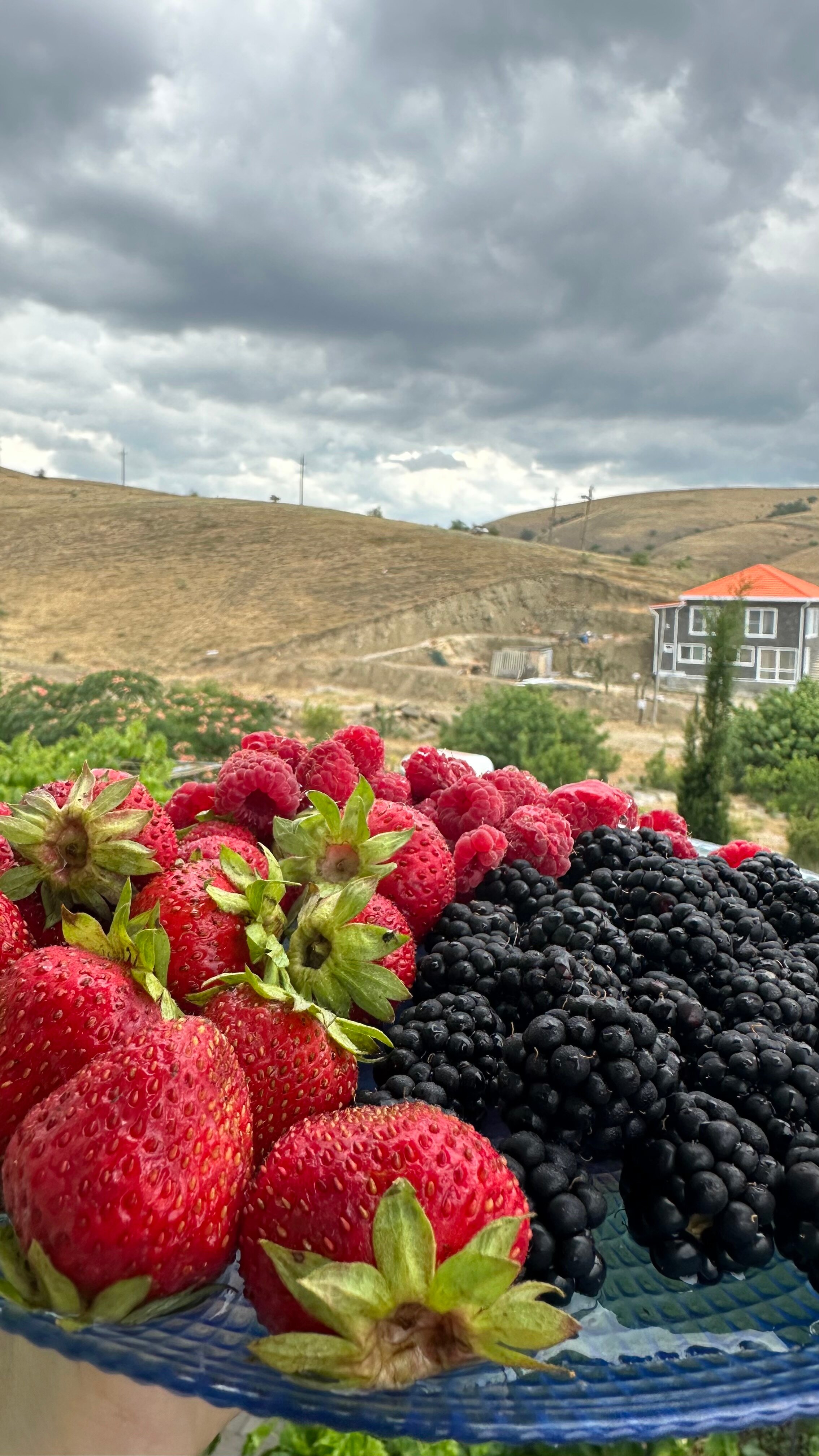 Фото Кипарис