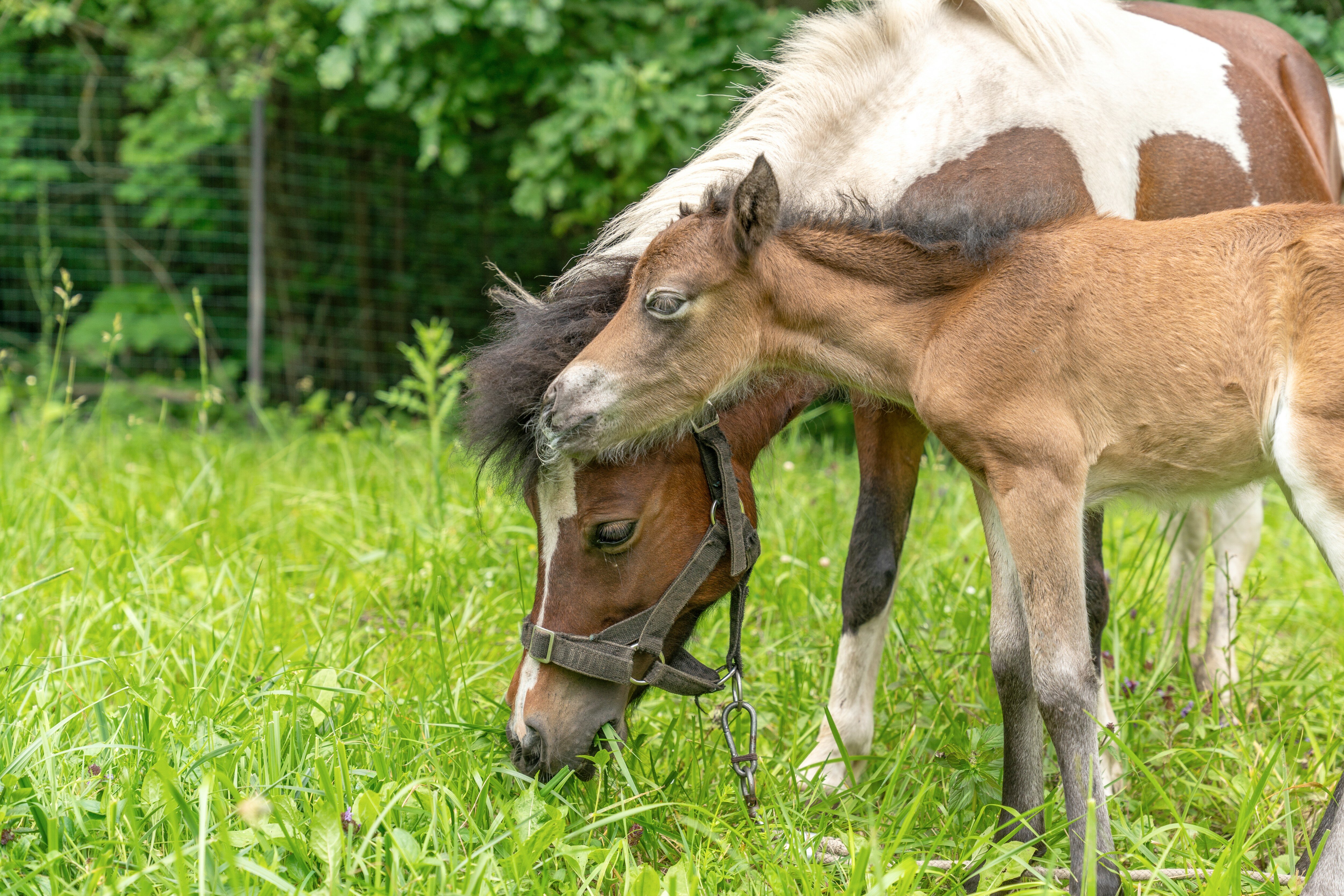 Фото Дом на Лесной Опушке