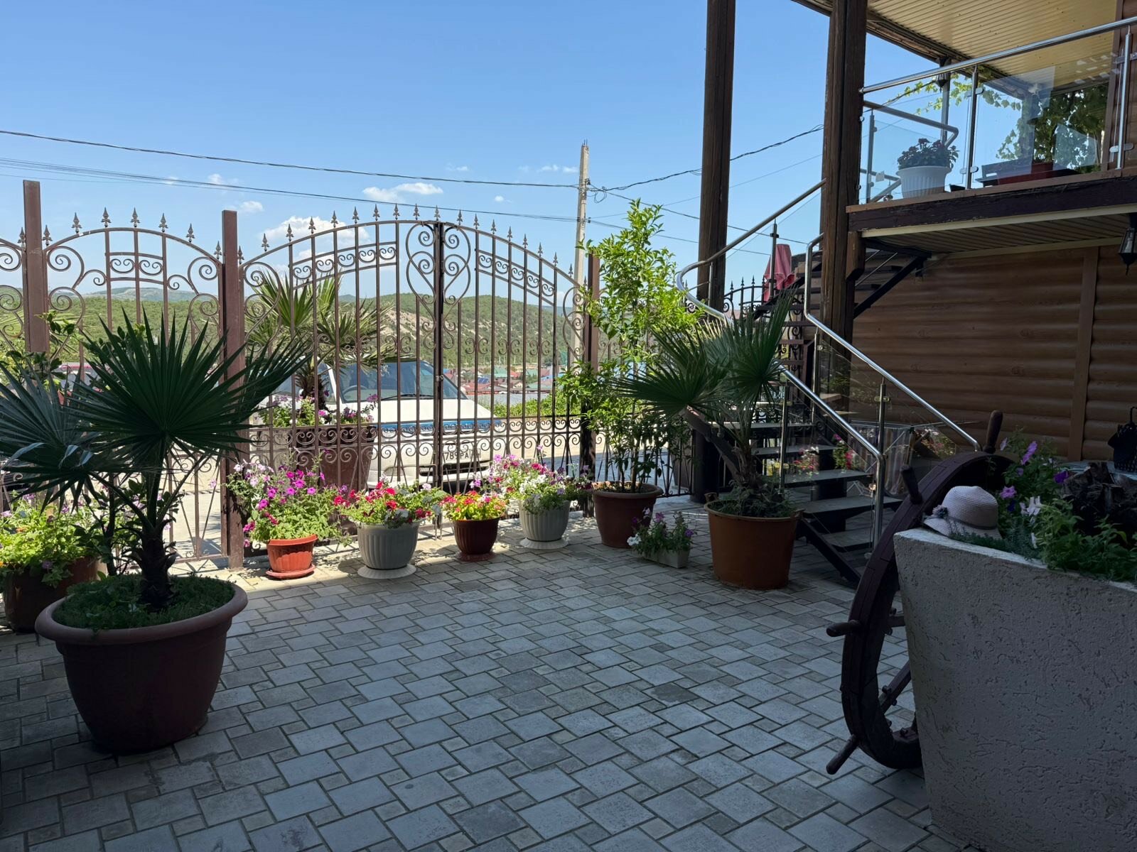 Фото Пальма Финик